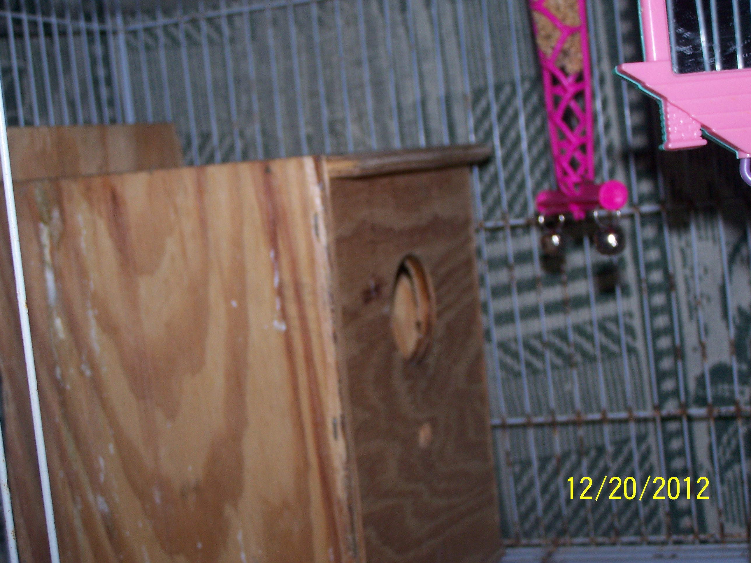 Peachy and Cheekys Little ones 3 of them born 
1st chick born 12/16/12

2nd chick born 12/17/12

3rd chick born 12/18/12

i am keeping them all
