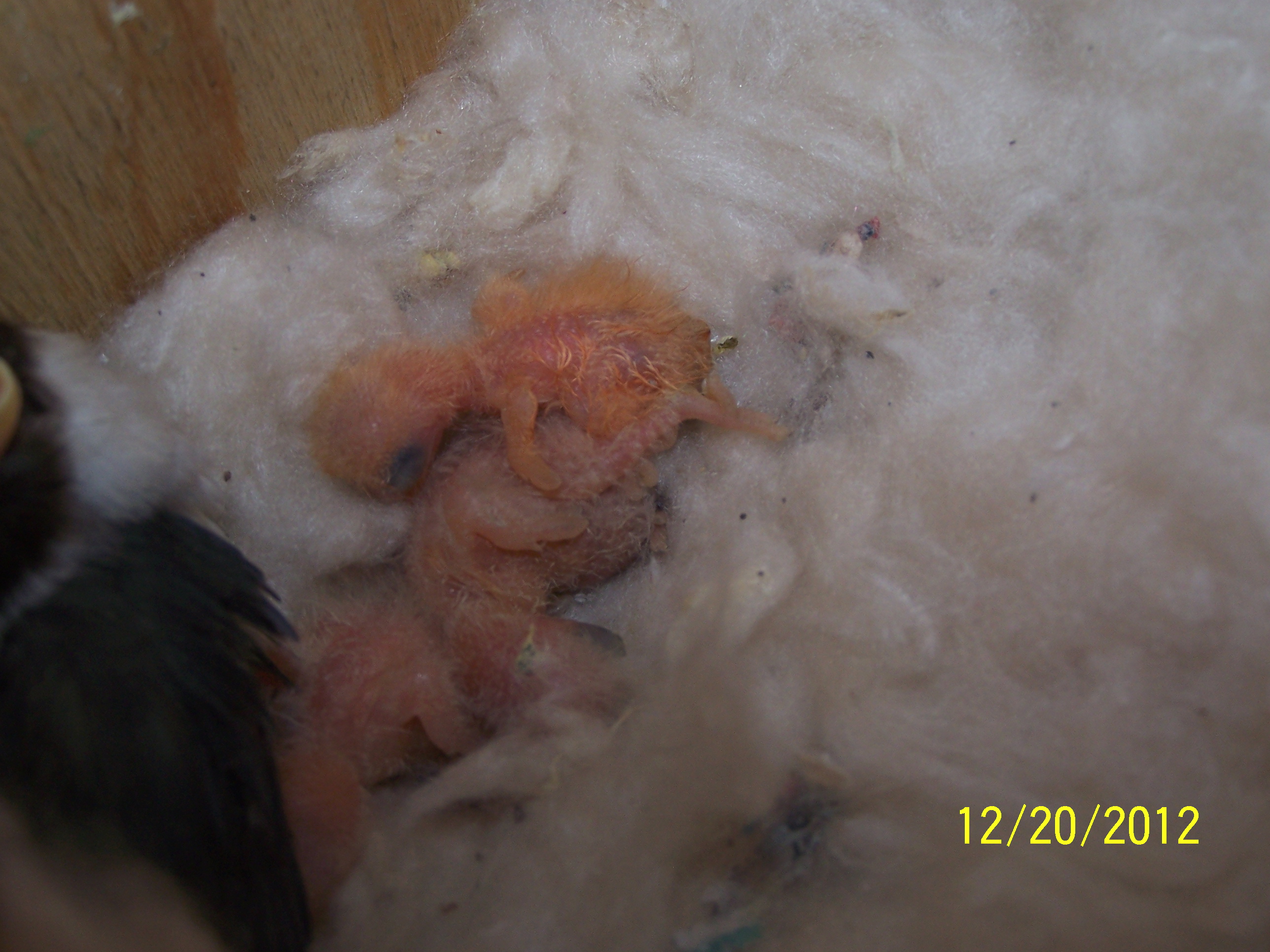 Peachy and Cheekys Little ones 3 of them born 
1st chick born 12/16/12

2nd chick born 12/17/12

3rd chick born 12/18/12

i am keeping them all