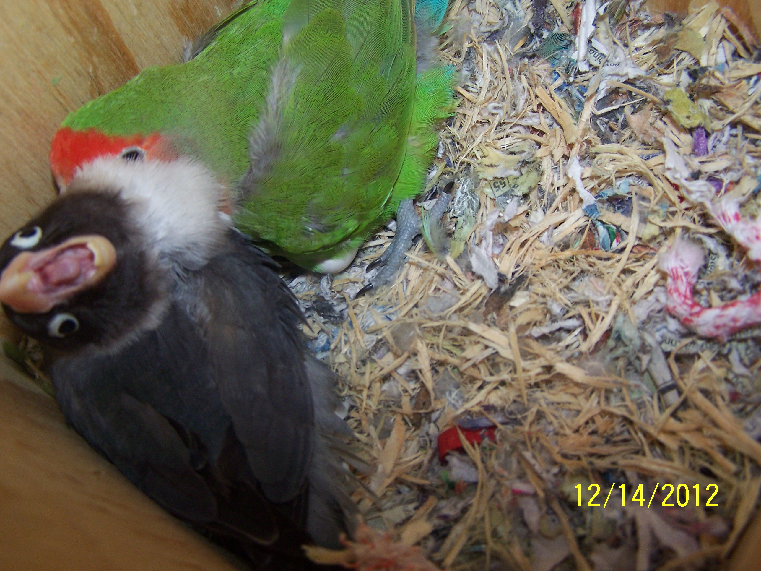 Peachy and Cheekys Little ones 3 of them born 
1st chick born 12/16/12

2nd chick born 12/17/12

3rd chick born 12/18/12

i am keeping them all