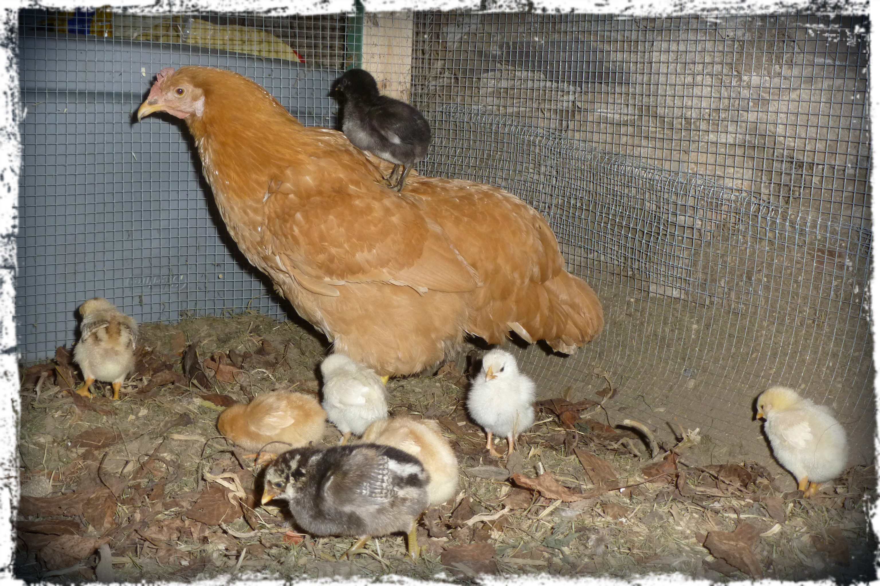 Peachy & her week-old peeps explore the run!