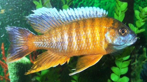 Peacock African Cichlid color: Eureka red