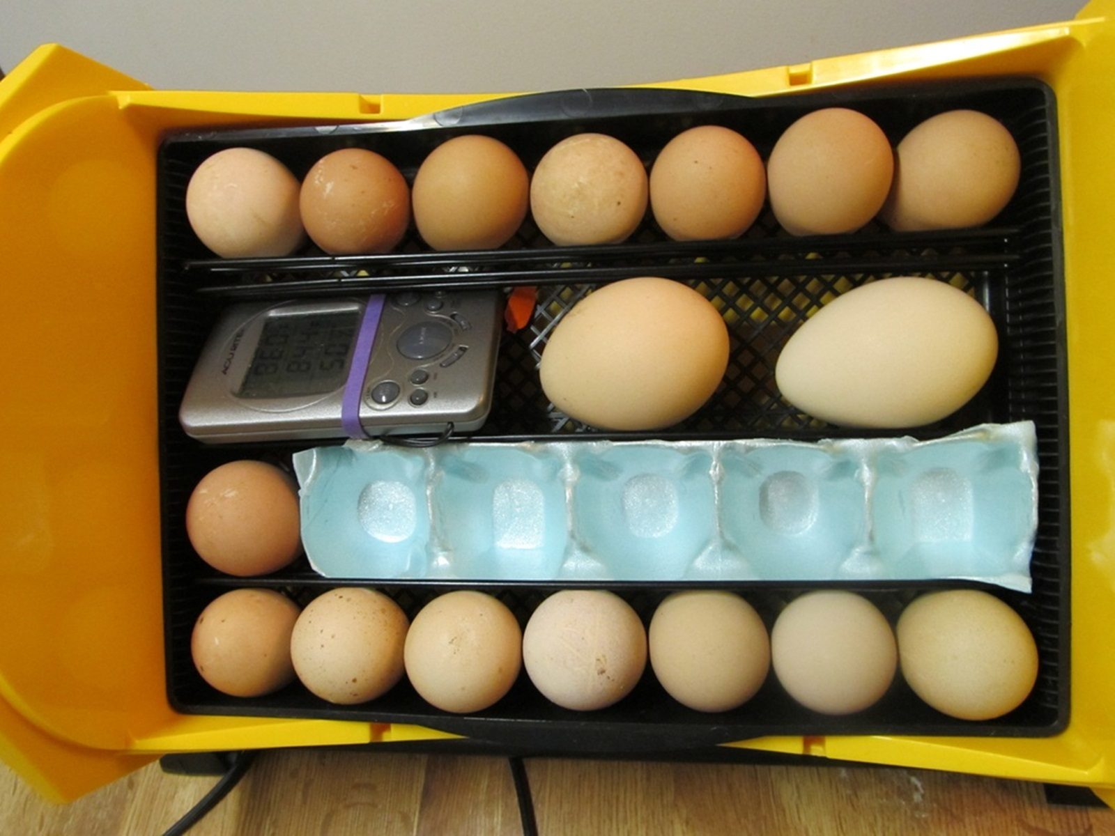 Peacock & Guinea eggs