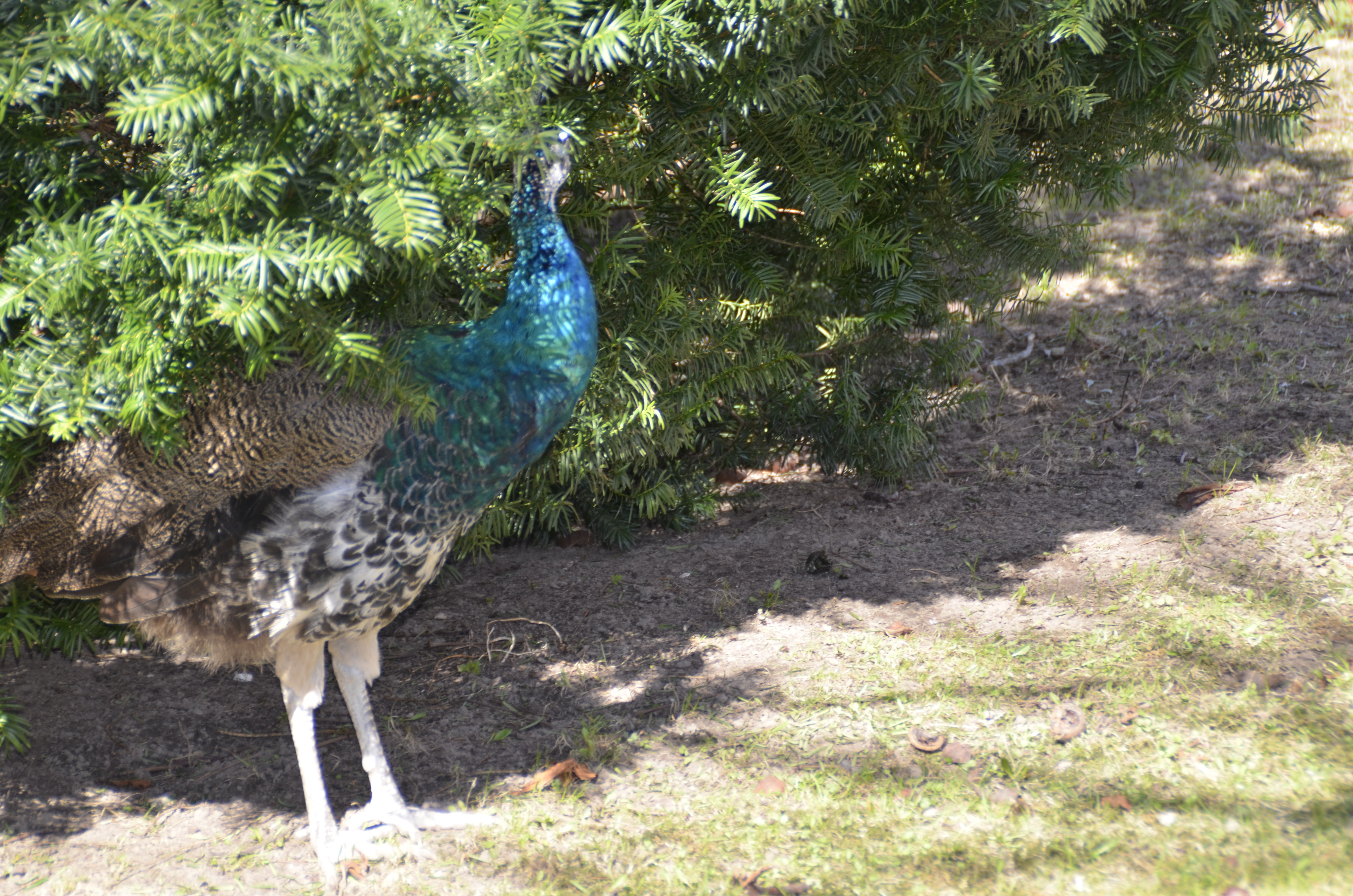 Peacock