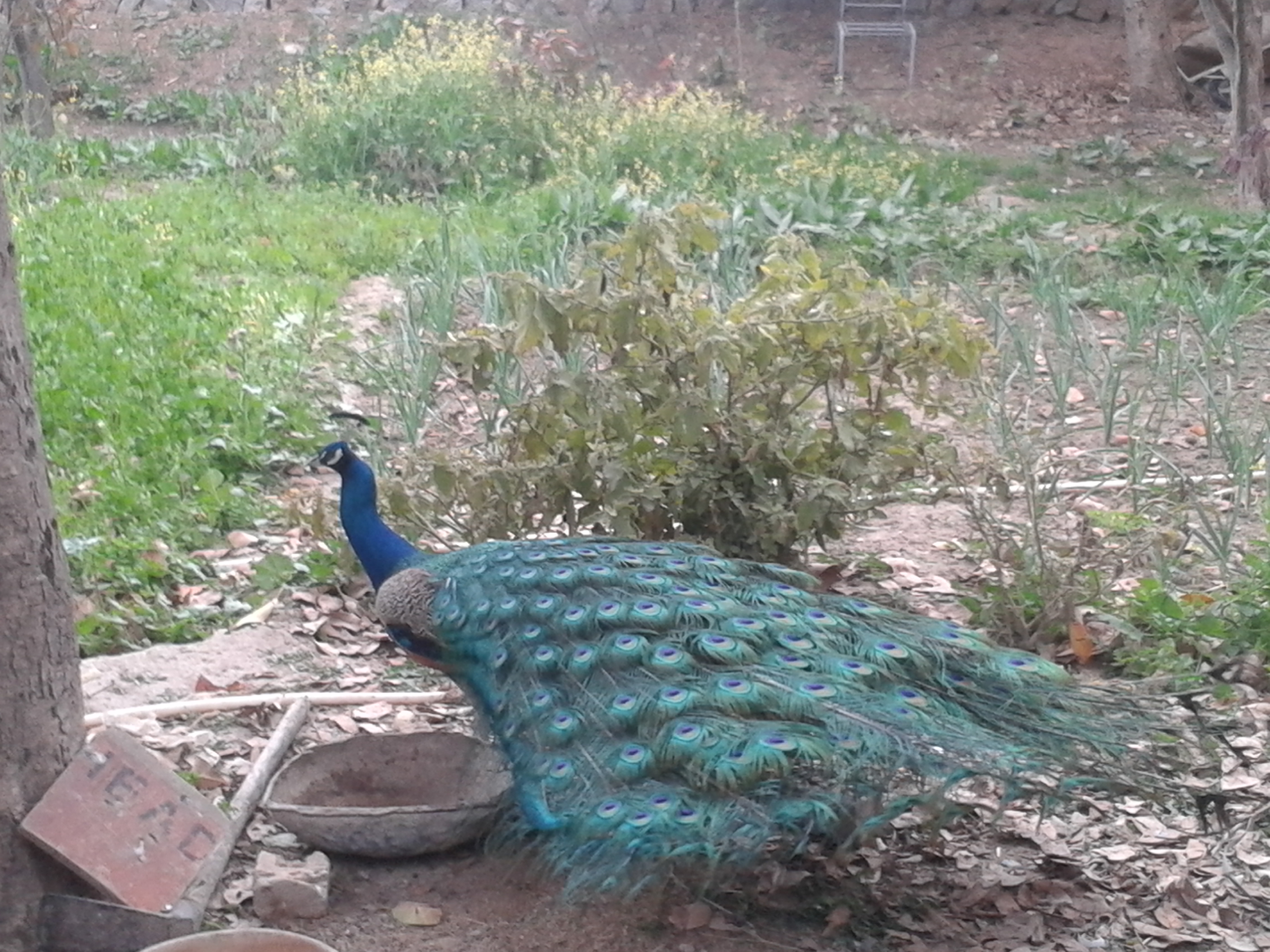 peacock.