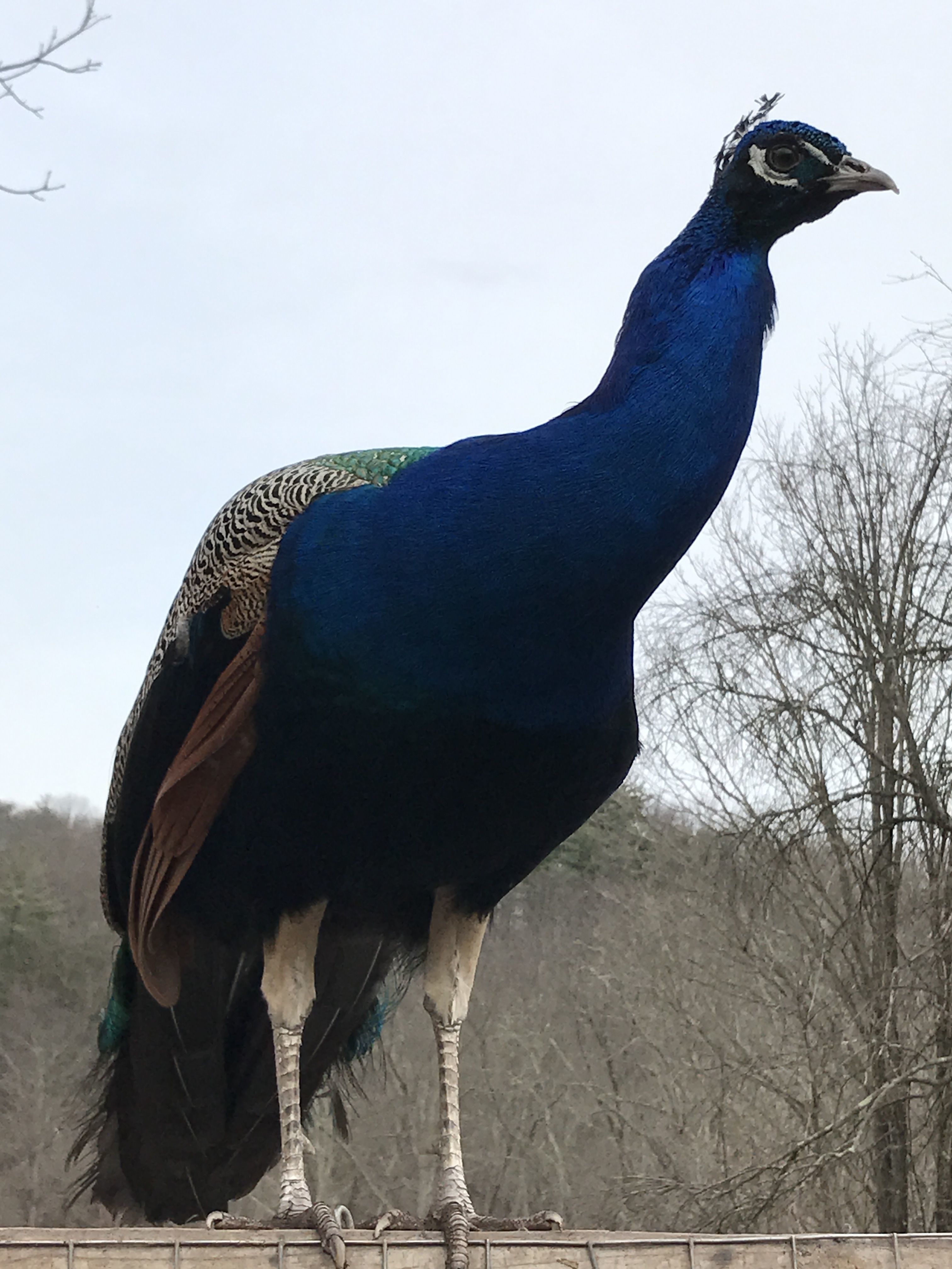 Peacock