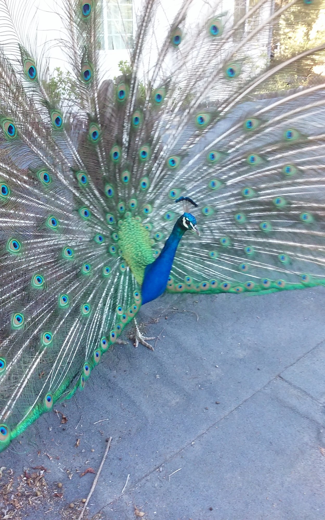 Peacock