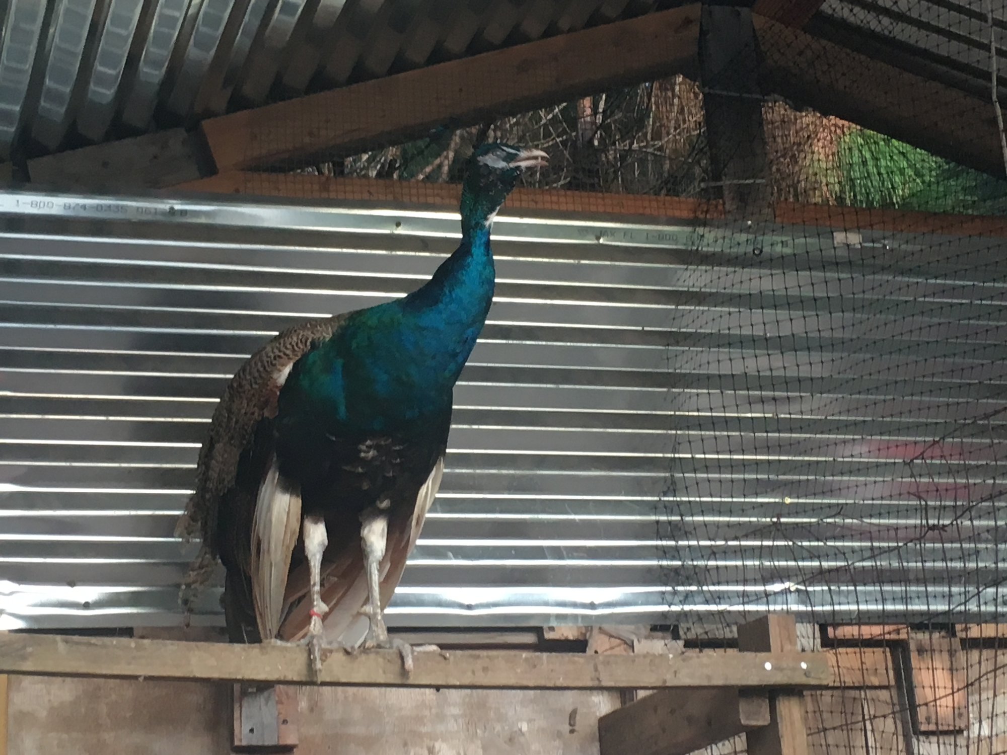 Peacock