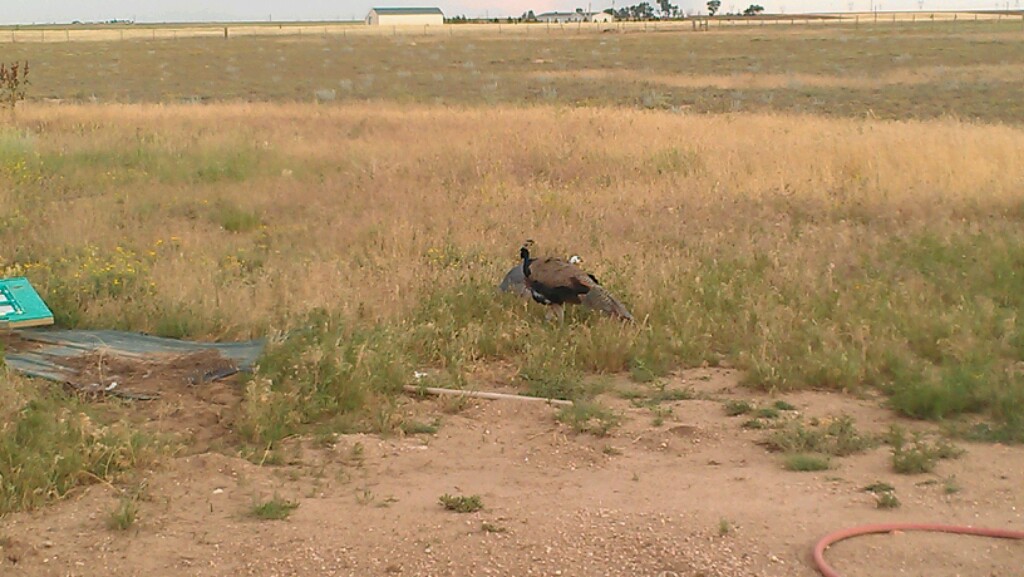 Peacocks assisting in my veggie garden.