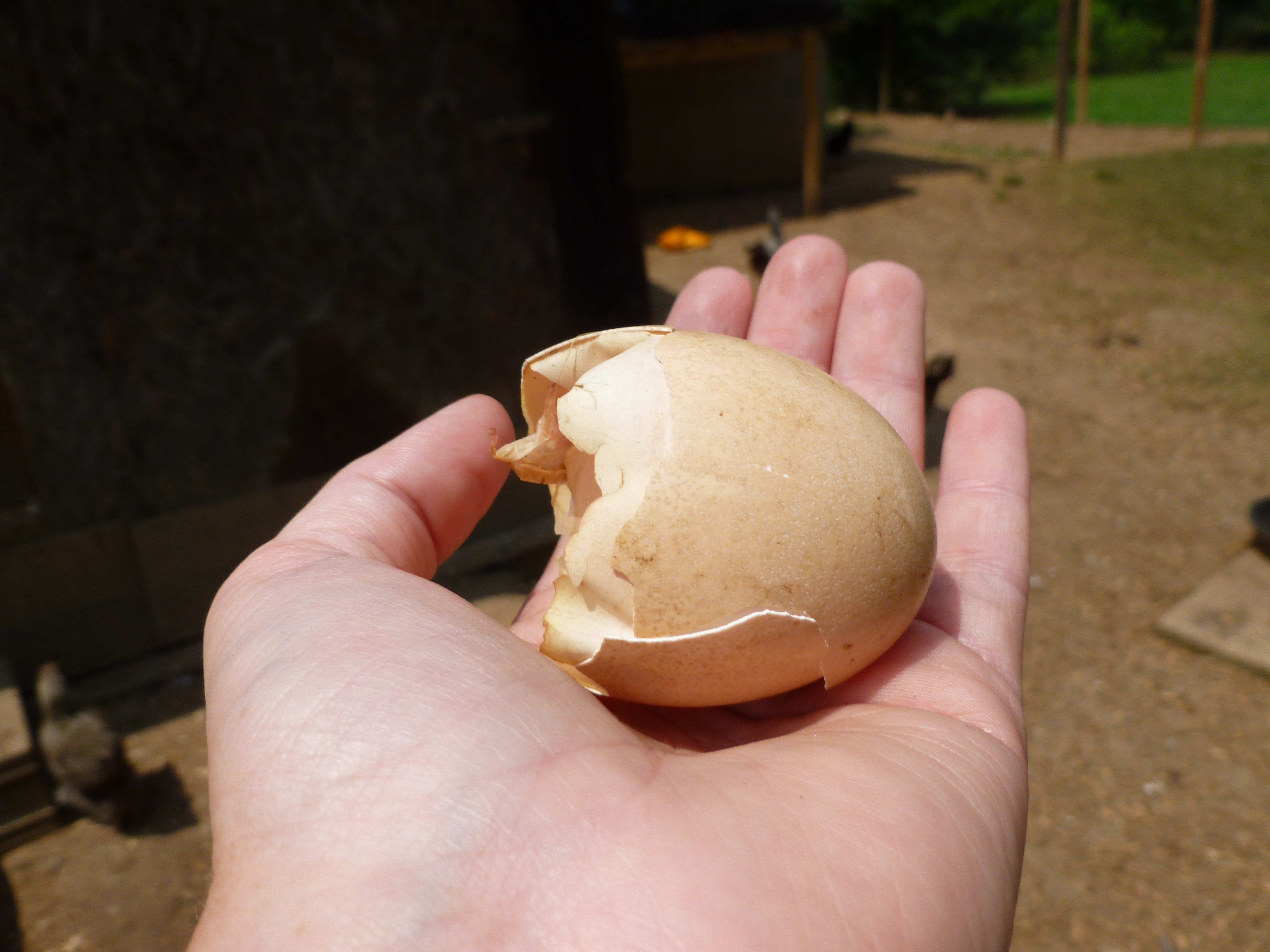 Peafowl egg