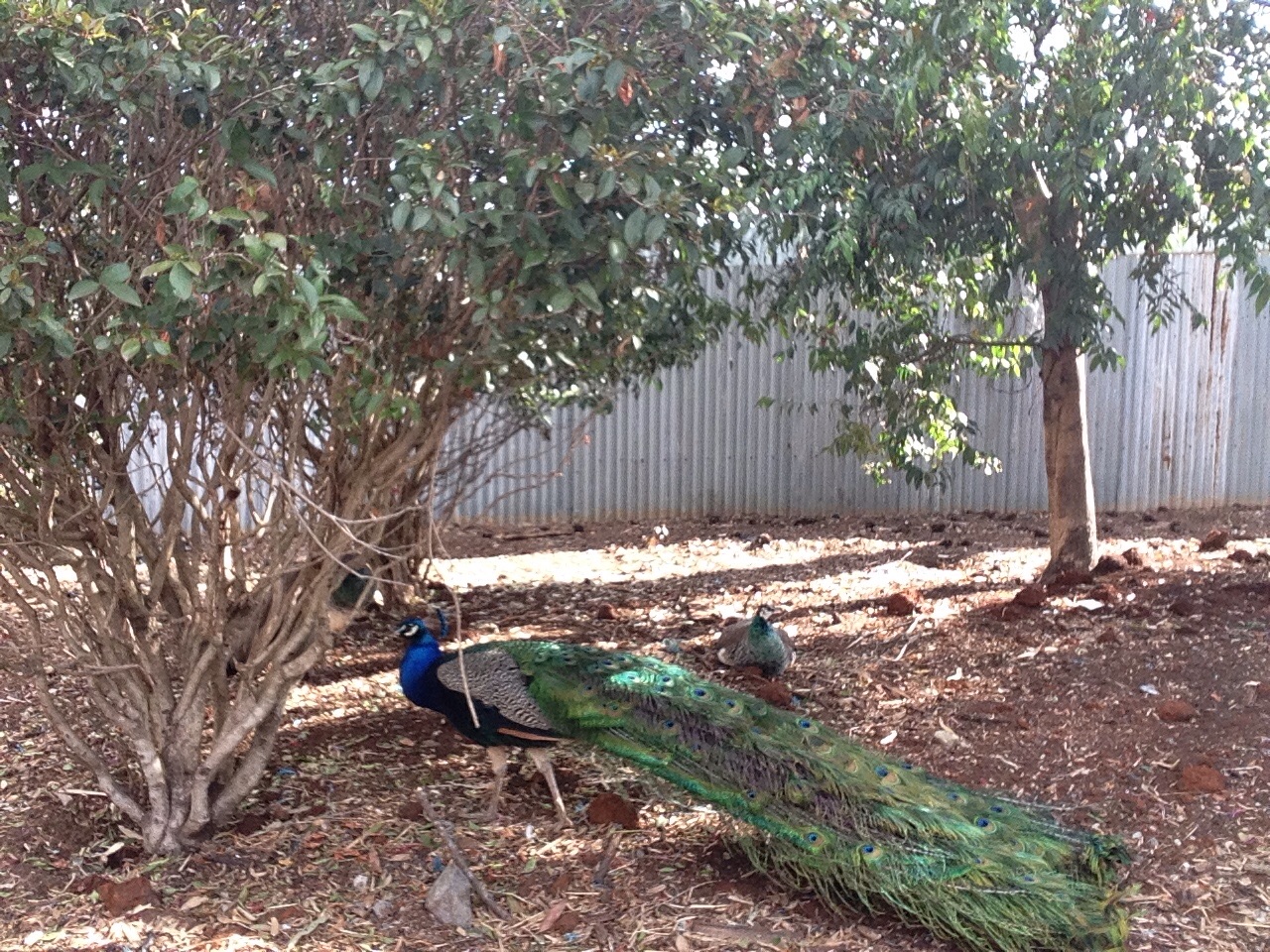 Peafowl (I don't own them unfortunately)