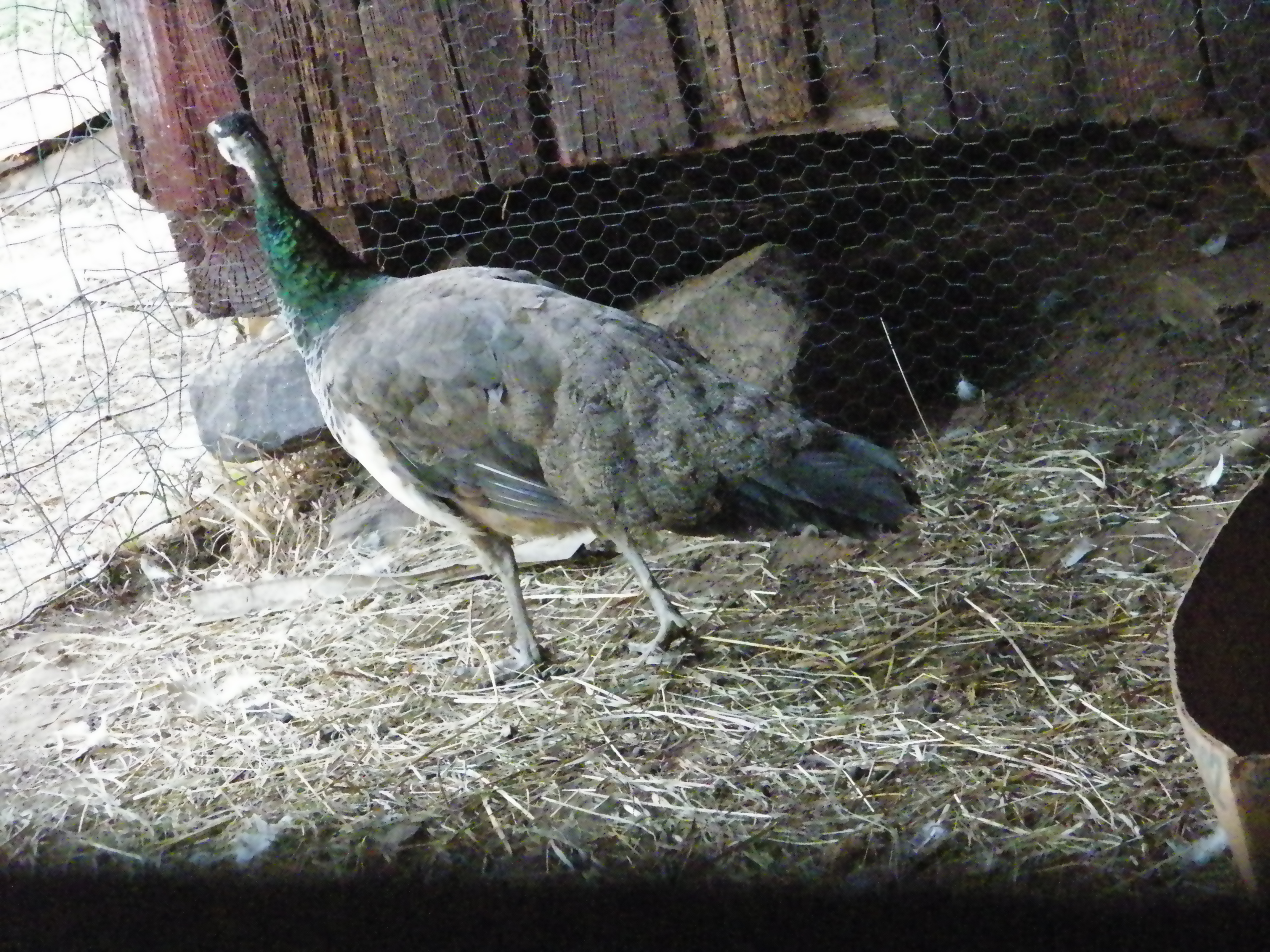 Peahen