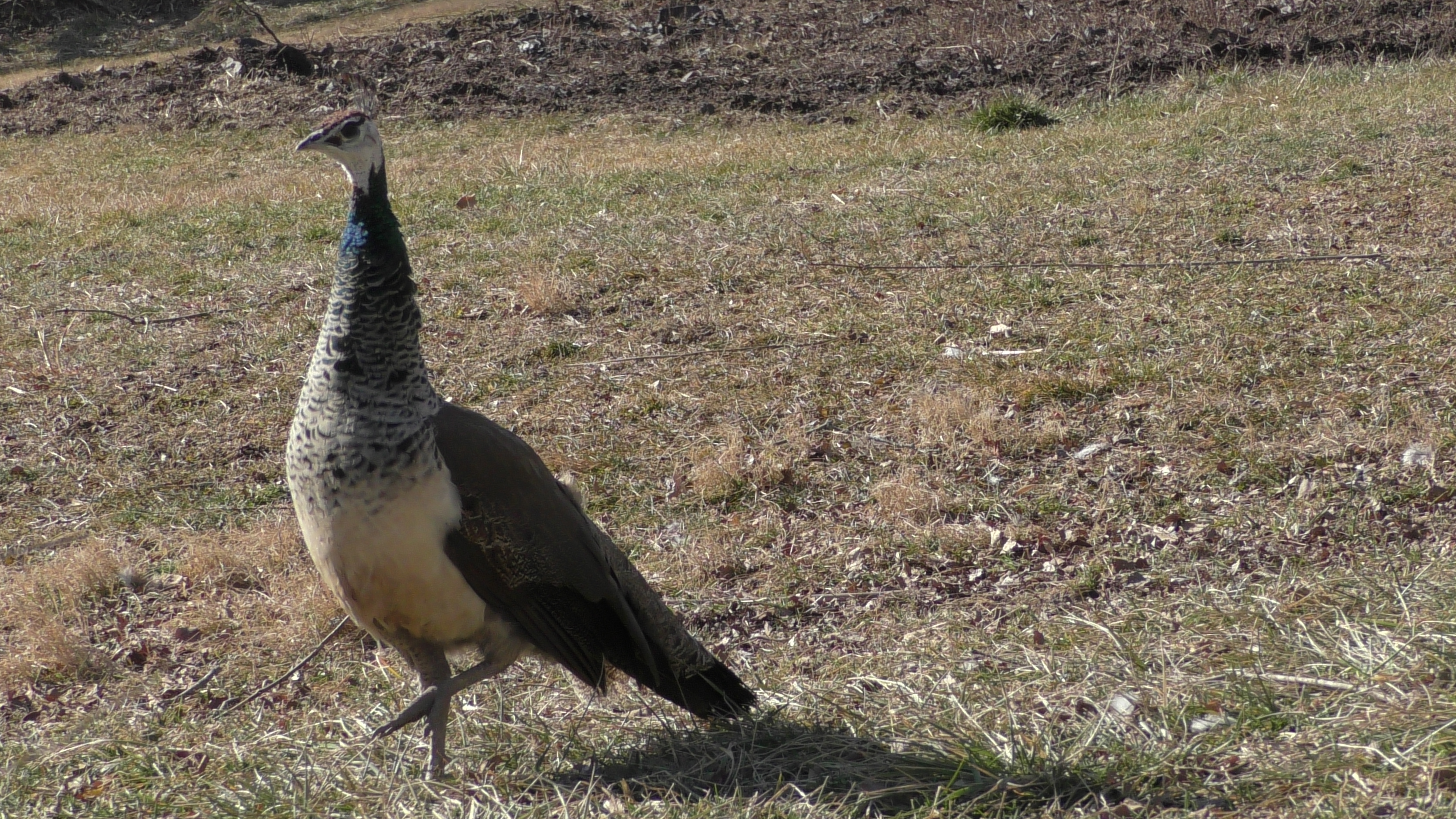 Peahen!