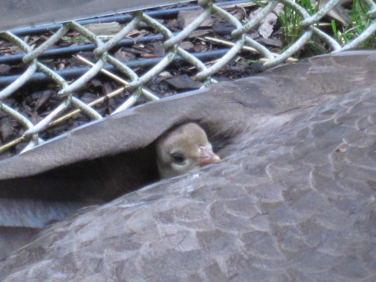 Peaking....peachick.