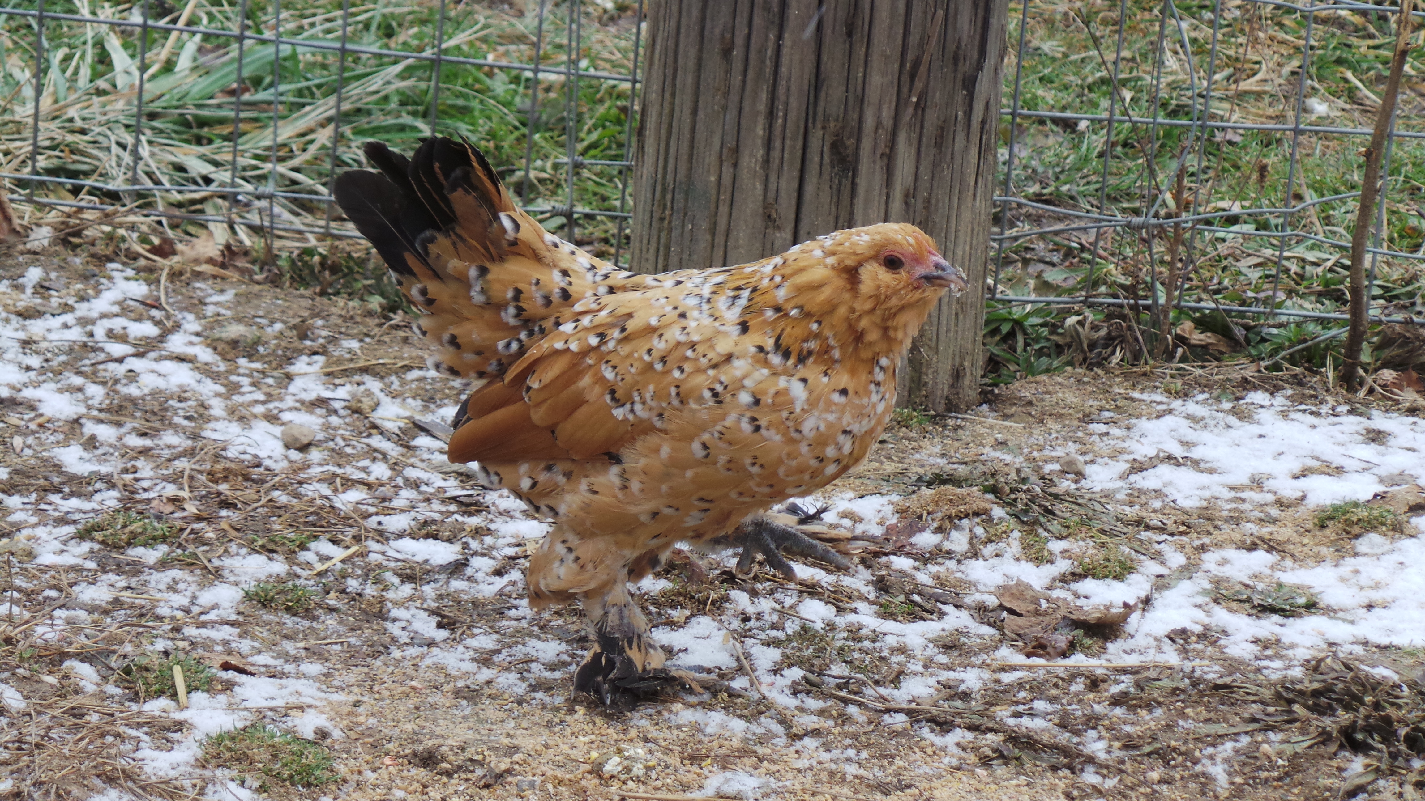 Peanut again lifting her foot like she always does.