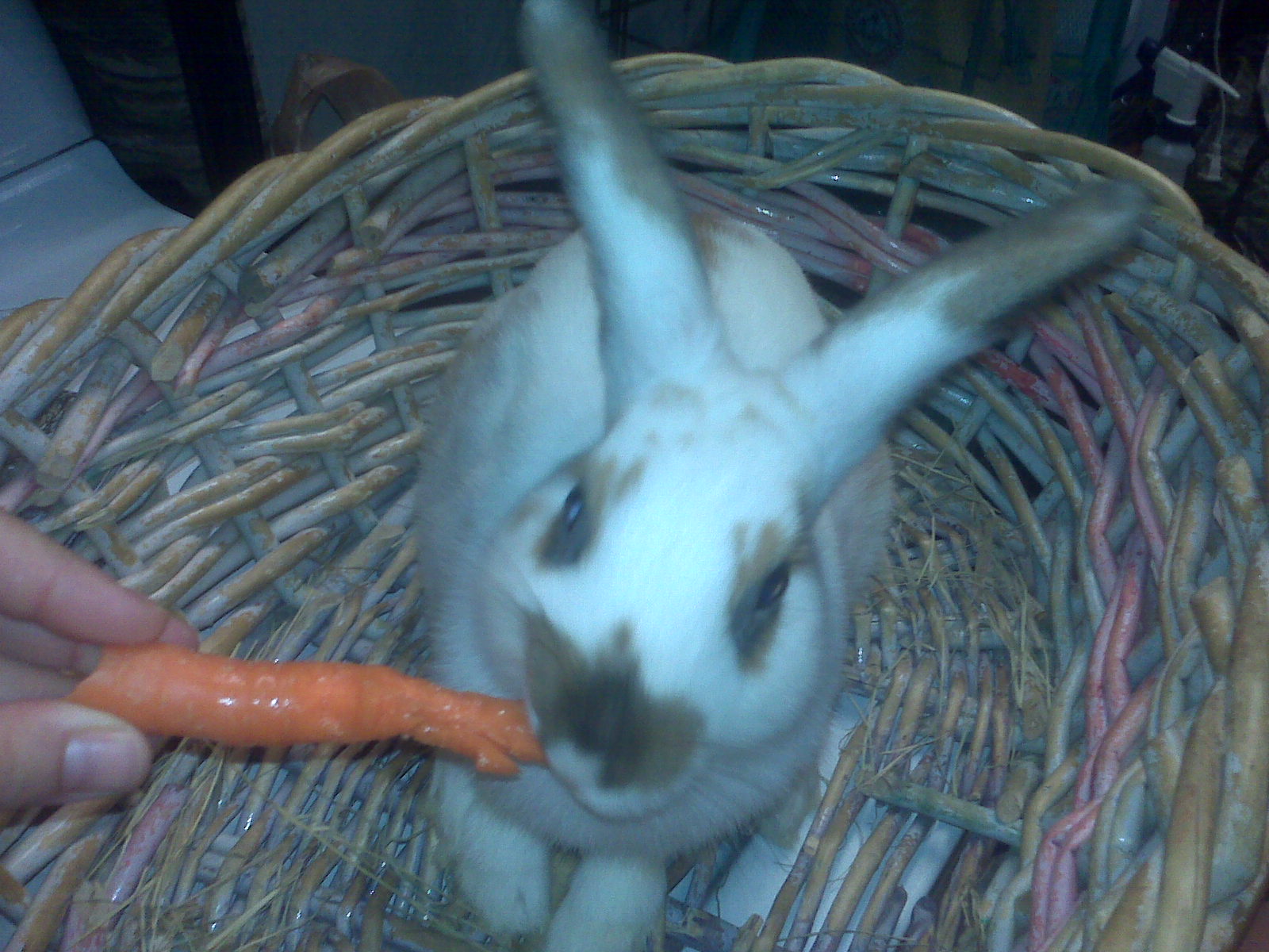 Peanut butter eating a carrot he loves his carrots