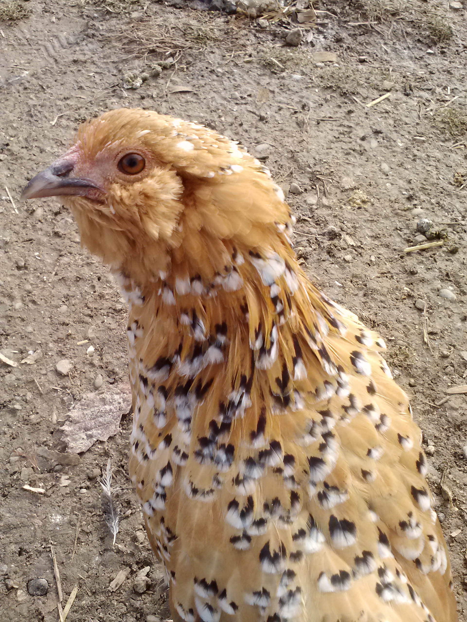 Peanut mad that I put her down! xD How dare I!