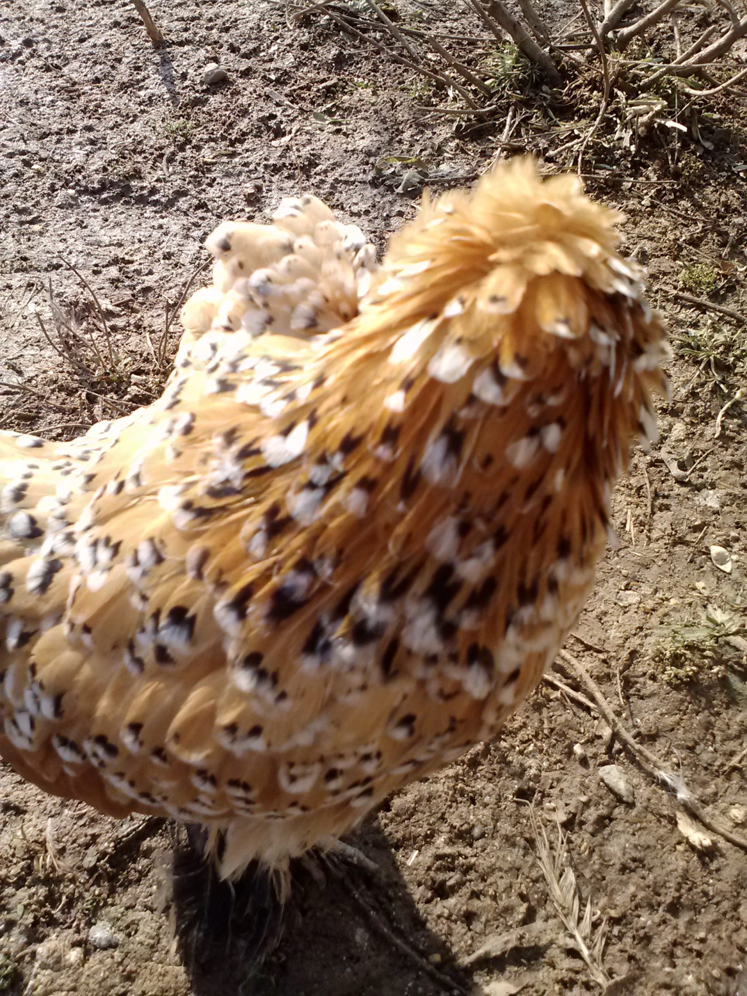 Peanut preening.