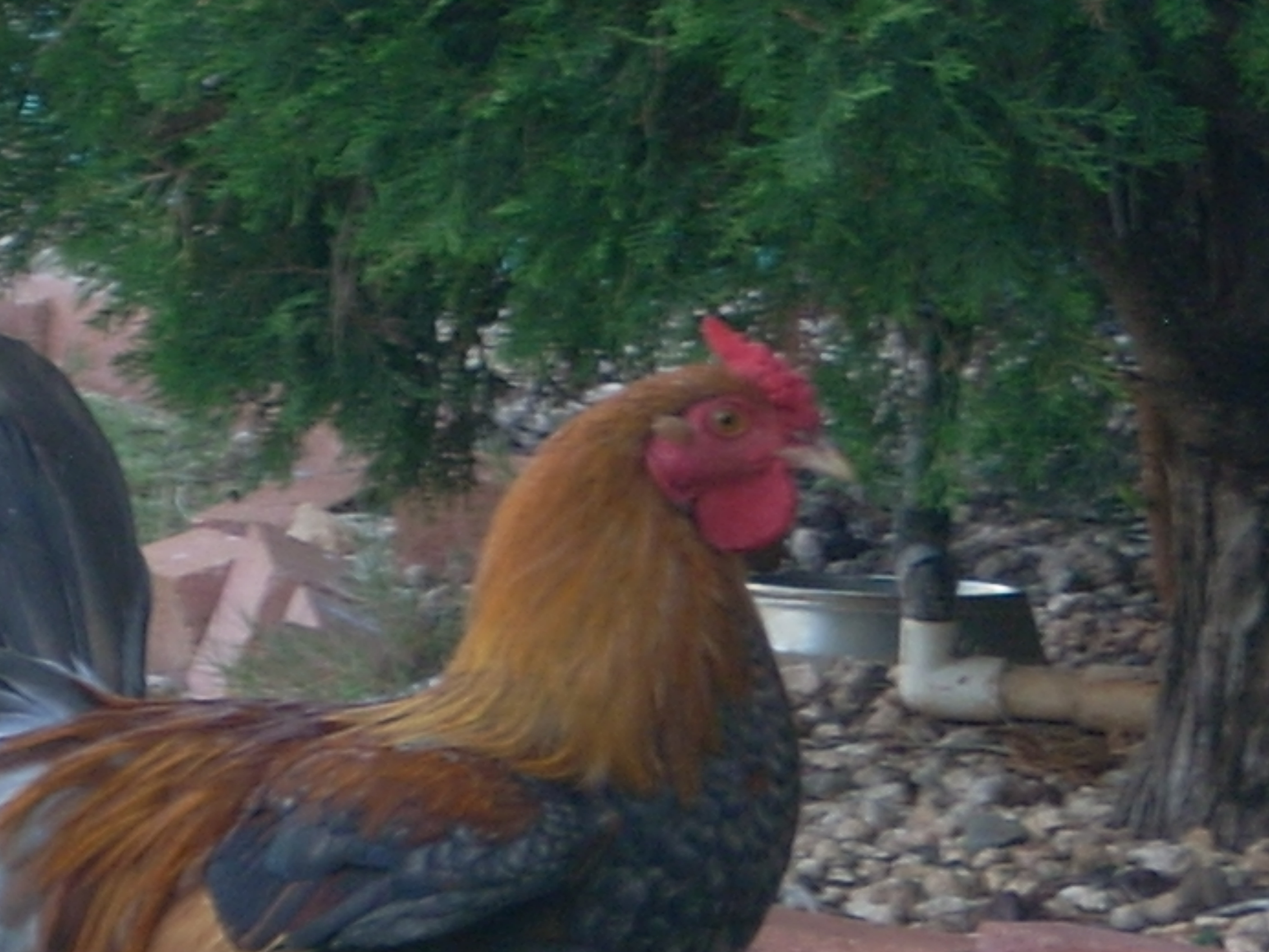 Unbelievable! What Happens When Chickens Eat Peanut Shells?