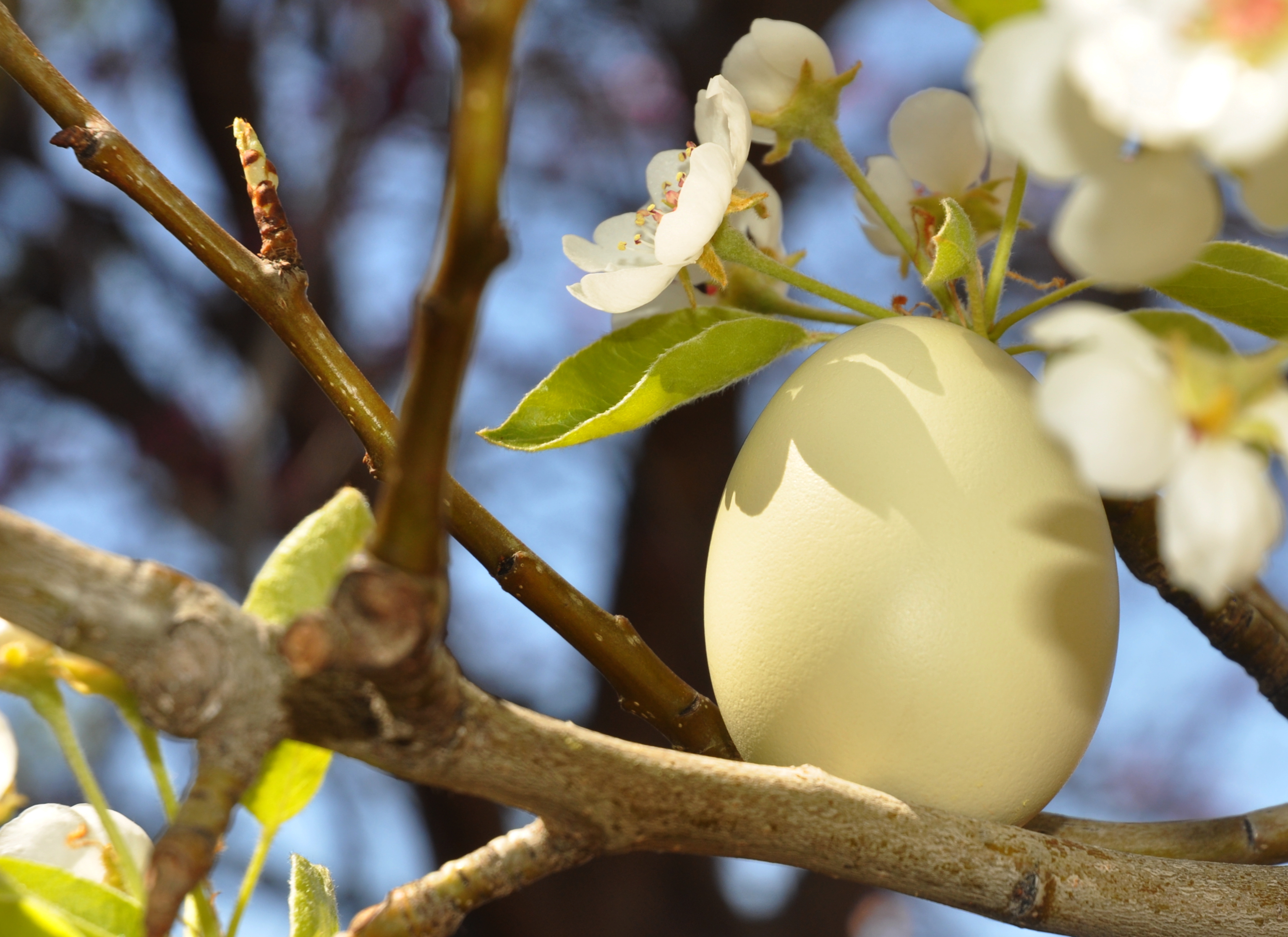 Pear Tree Egg