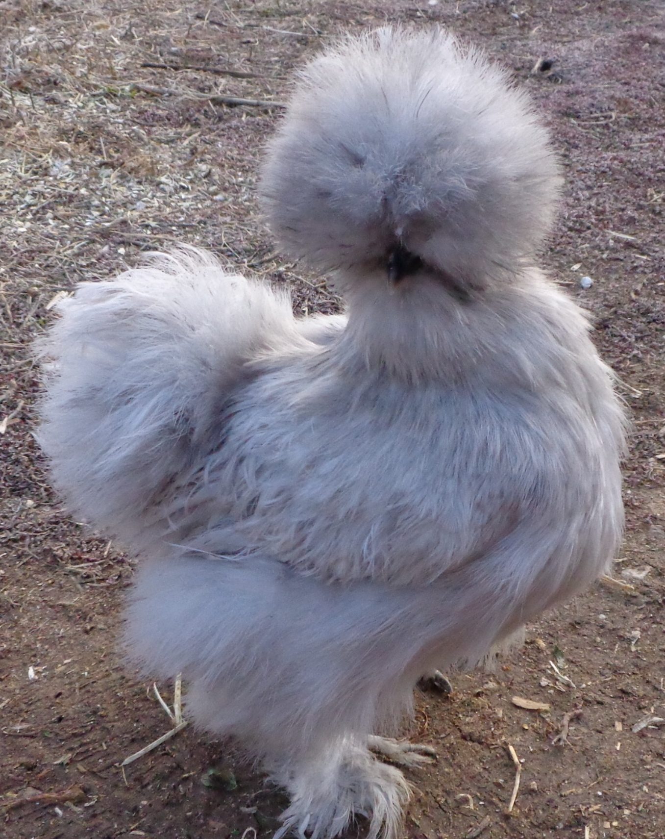 Pearl, an off colored splash pullet 2012