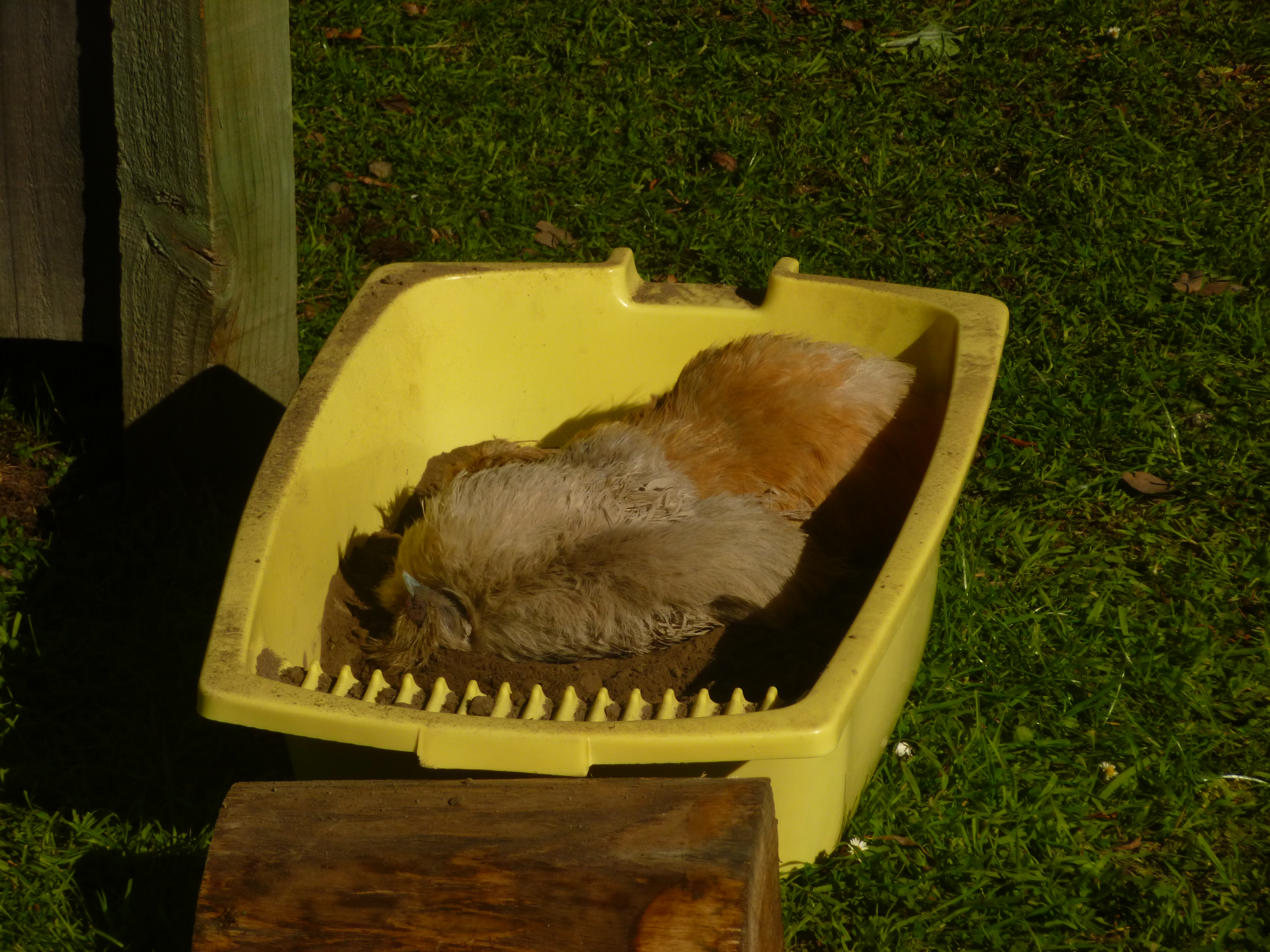 Pearl and Cherry take the first bath ( they are the top 2 in the pecking order)