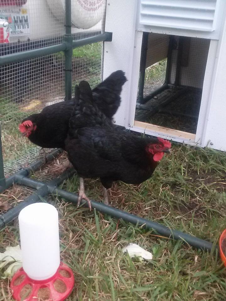 Pearl and Harriet