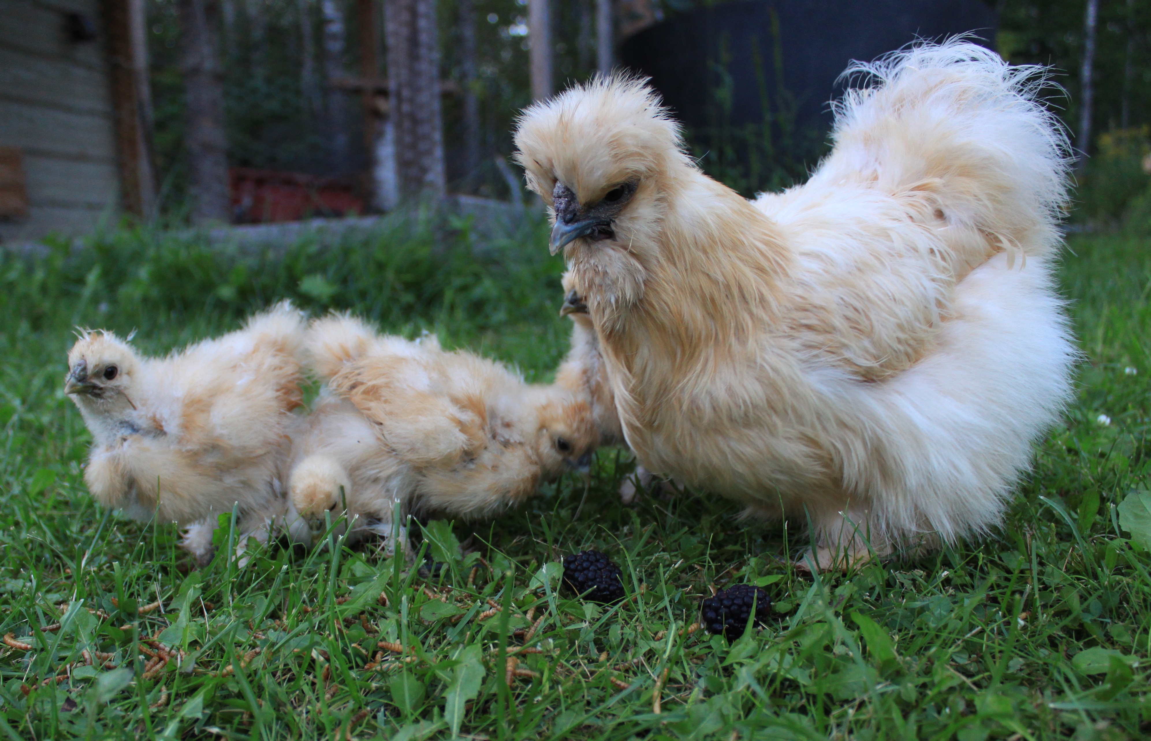 Pearl and her 5 babies. August 2016.