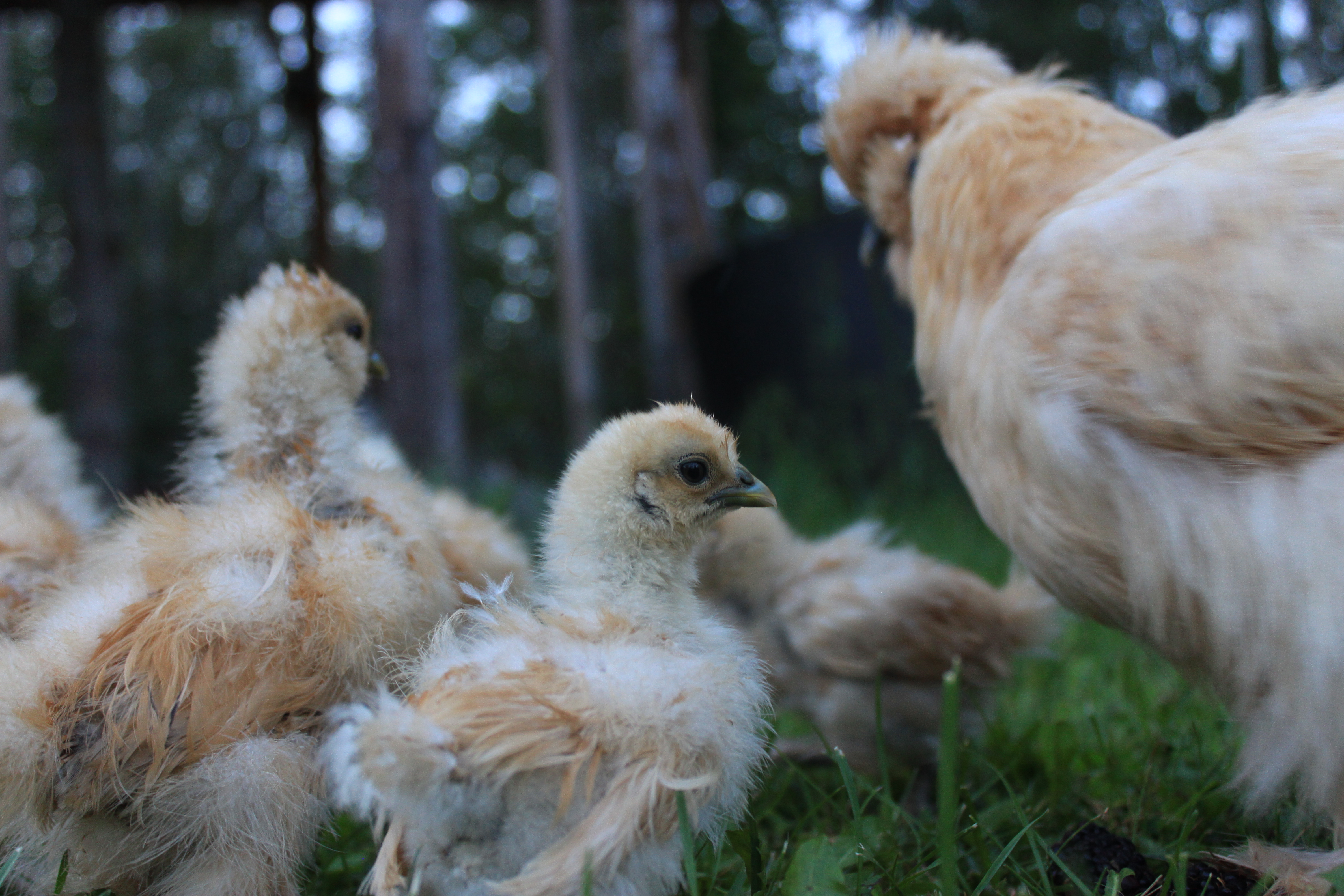 Pearl and her 5 babies. August 2016.