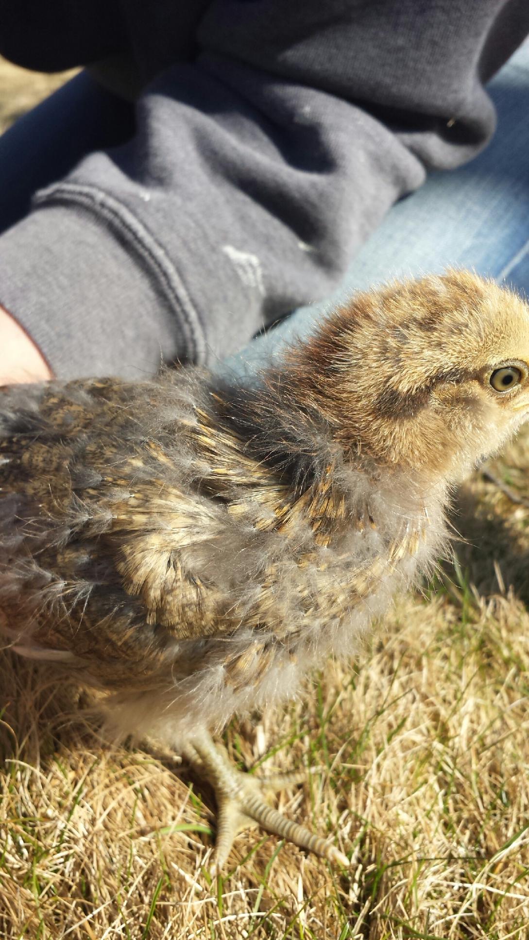 Pearl, another Araucana