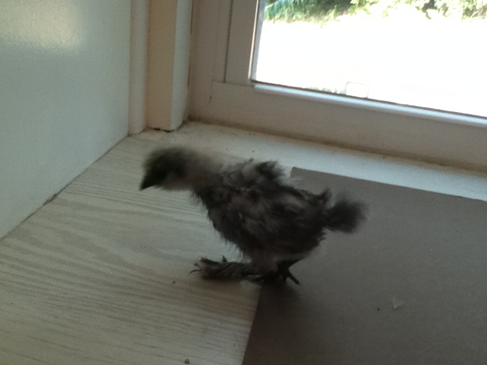 Pearl - Blue Silkie - 3 1/2 weeks