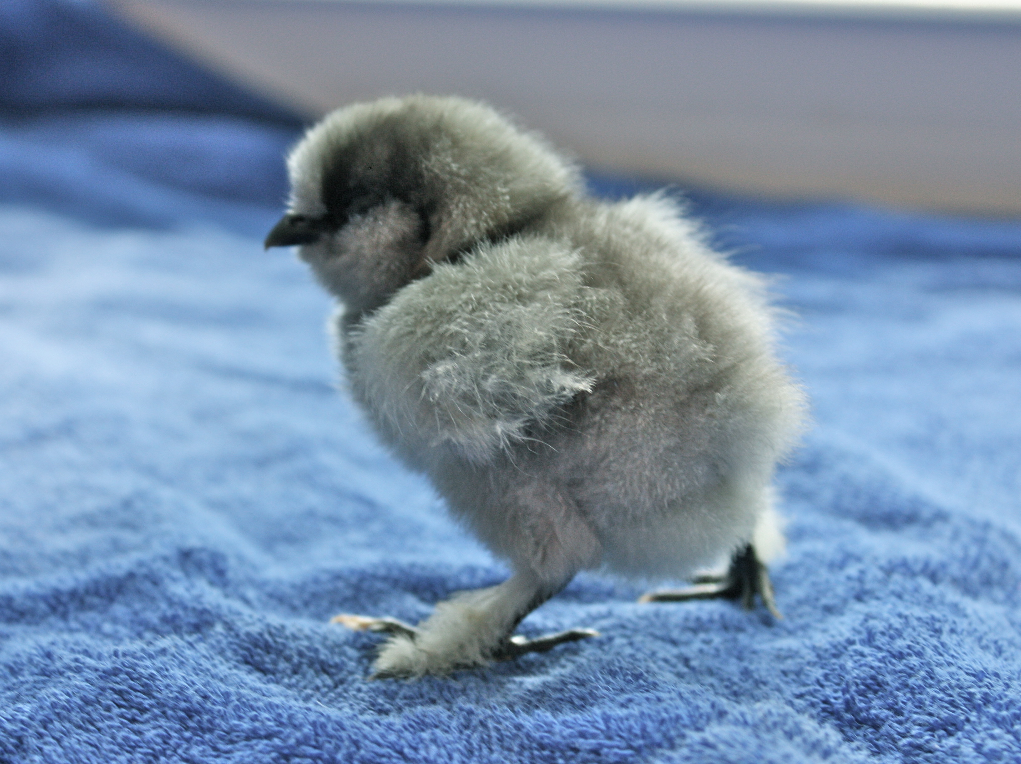 Pearl - Blue Silkie