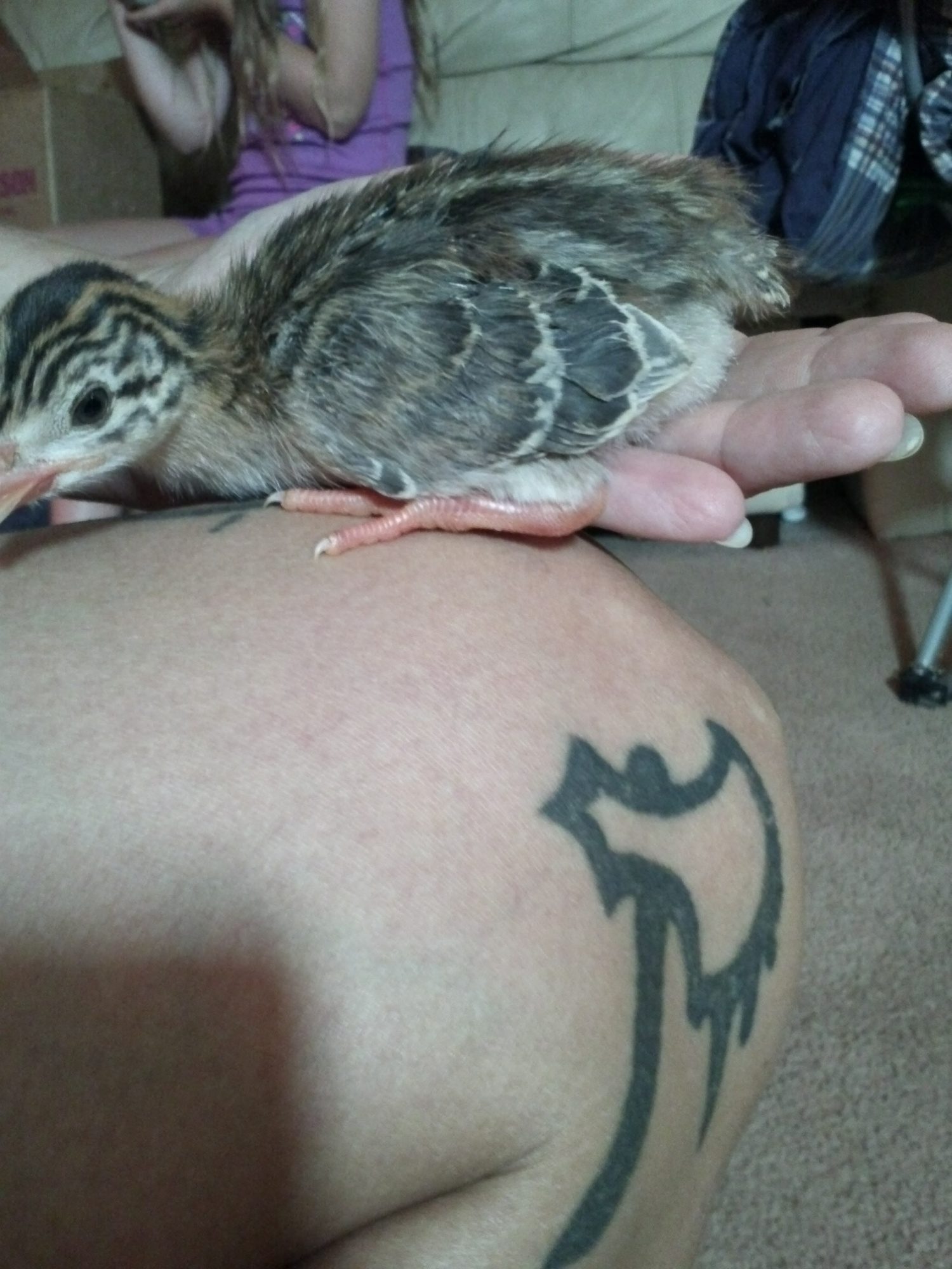 Pearl grey guinea keet