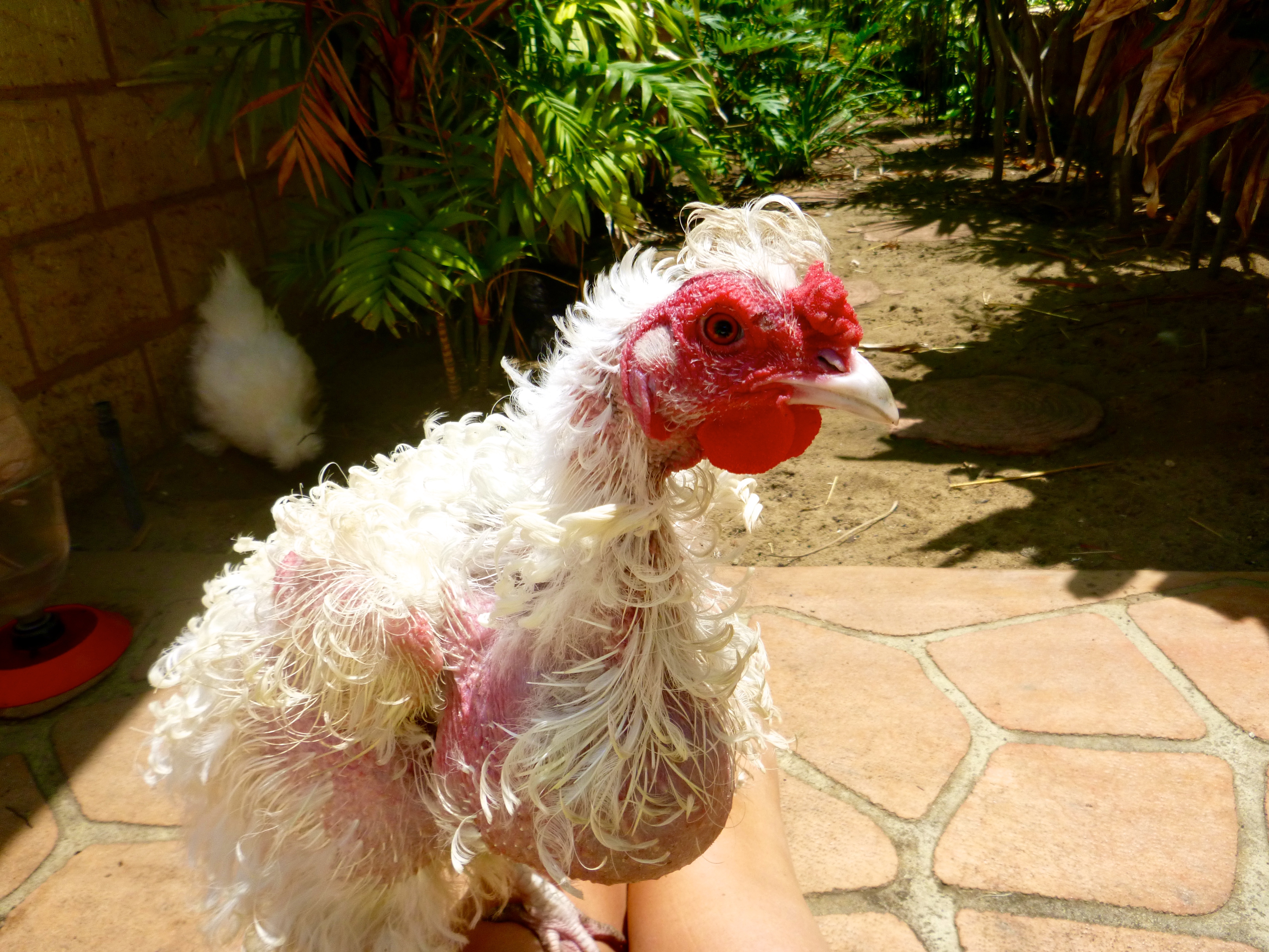 Pearl has a problem with her crop