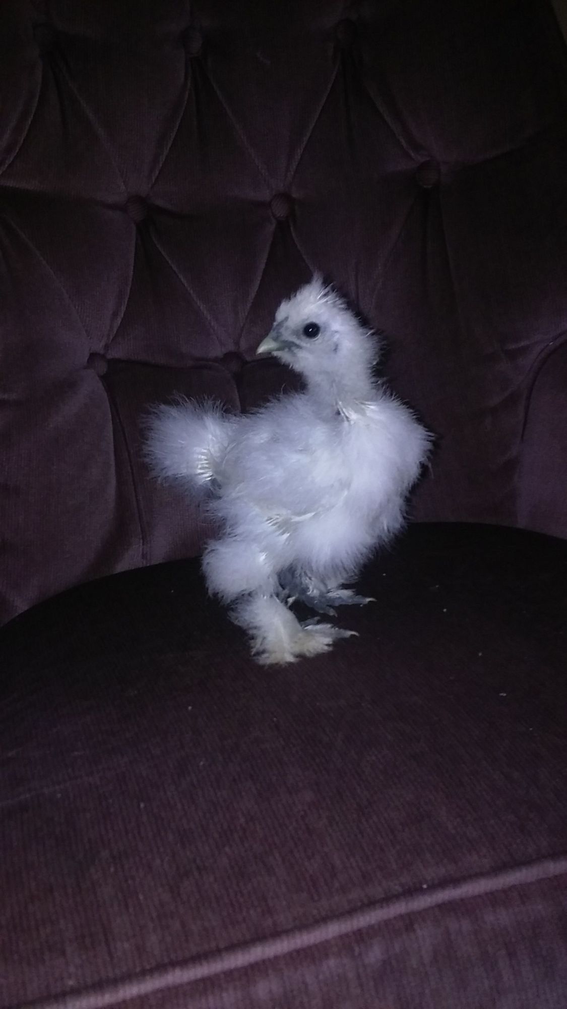 Pearl shes a silkie