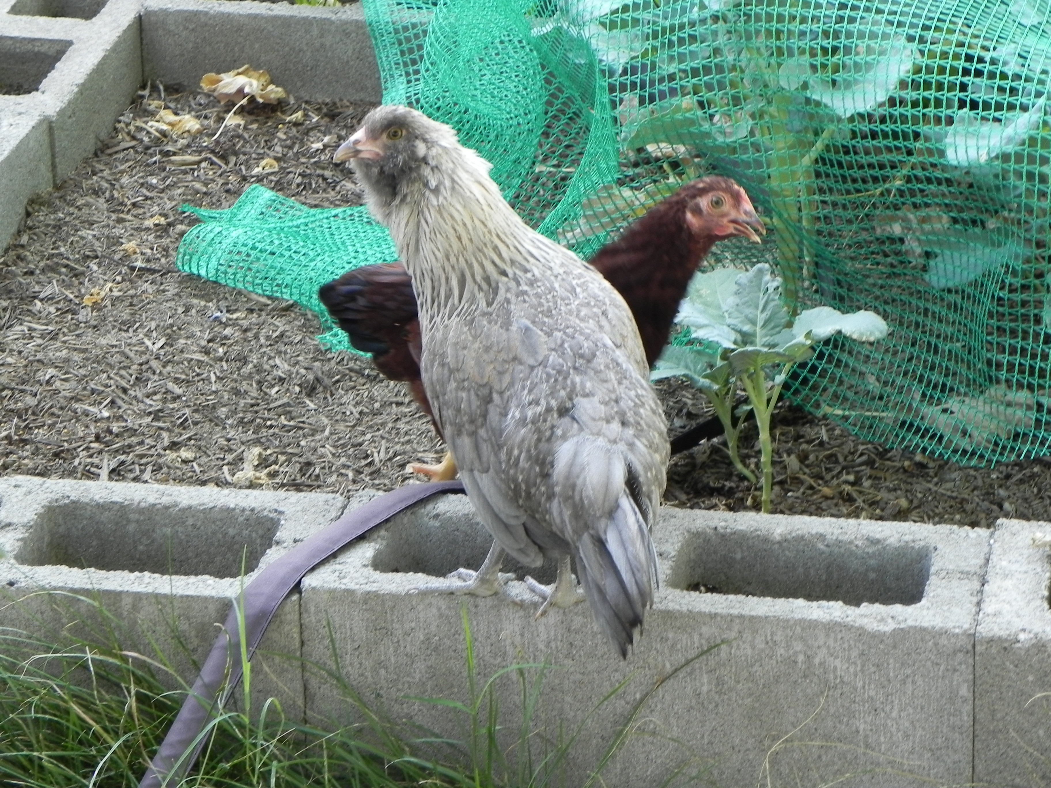 Pearl the EEer (first to lay)