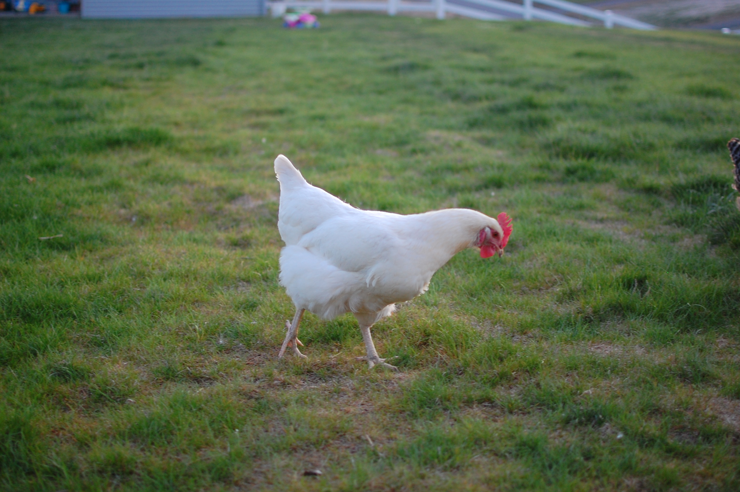 Pearl, we were told she is an Amber White