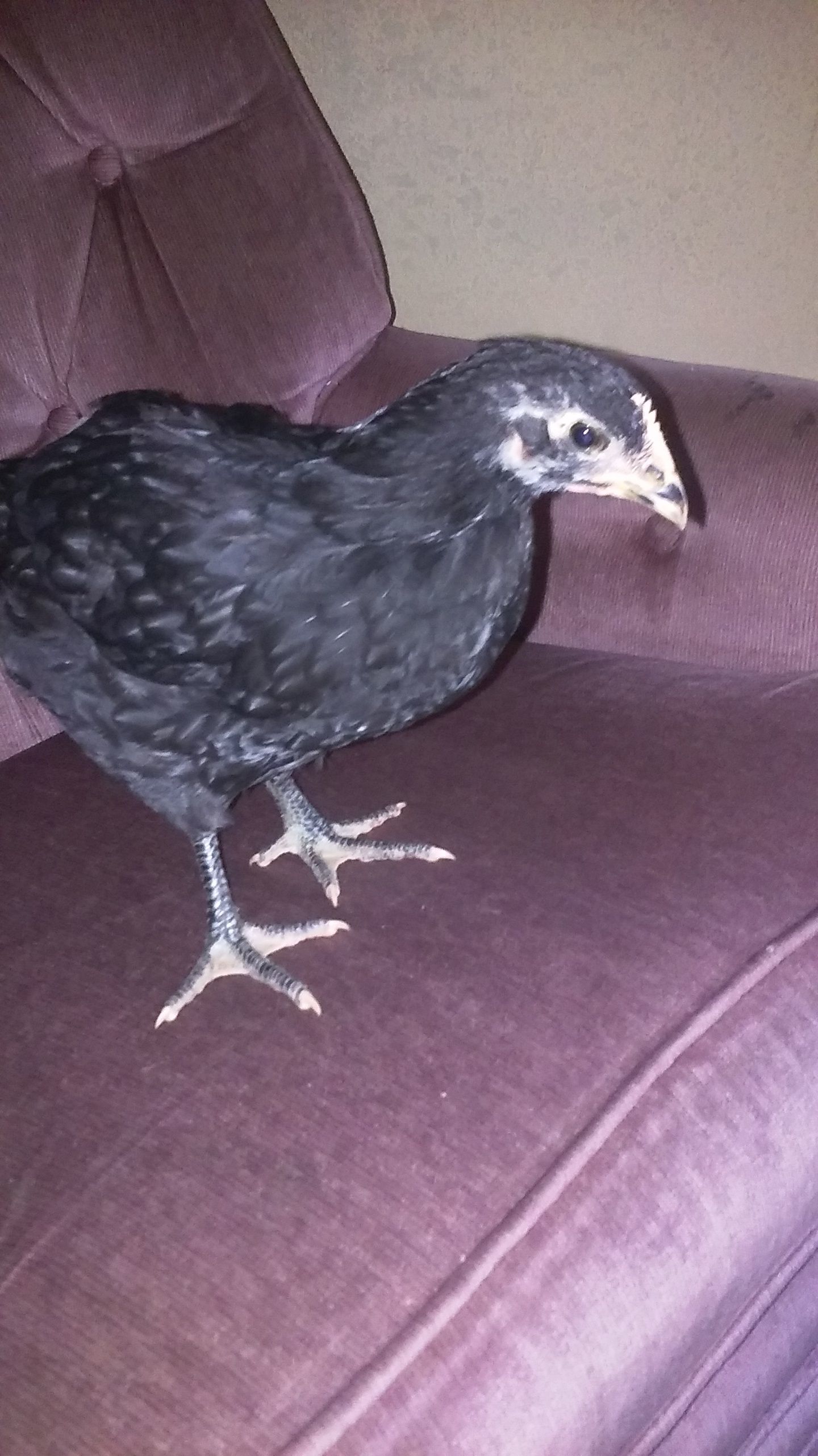 Pebble shes a australorp
