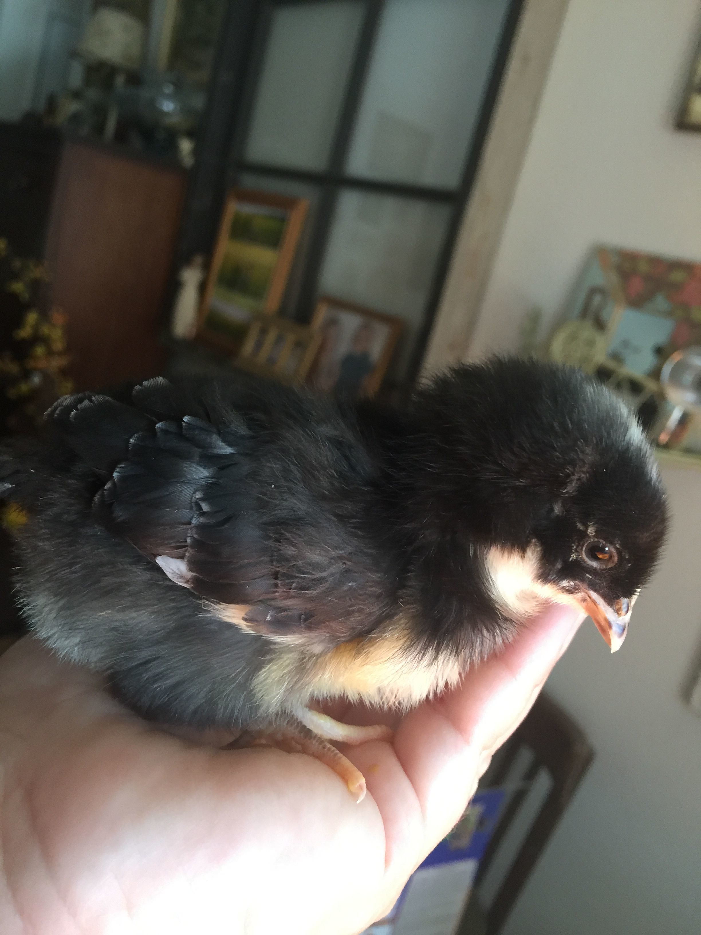 Pebbles (Barred Rock)