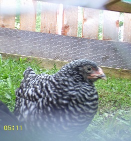 Pebbles, I believe she is a Barred Rock about 3 months old
