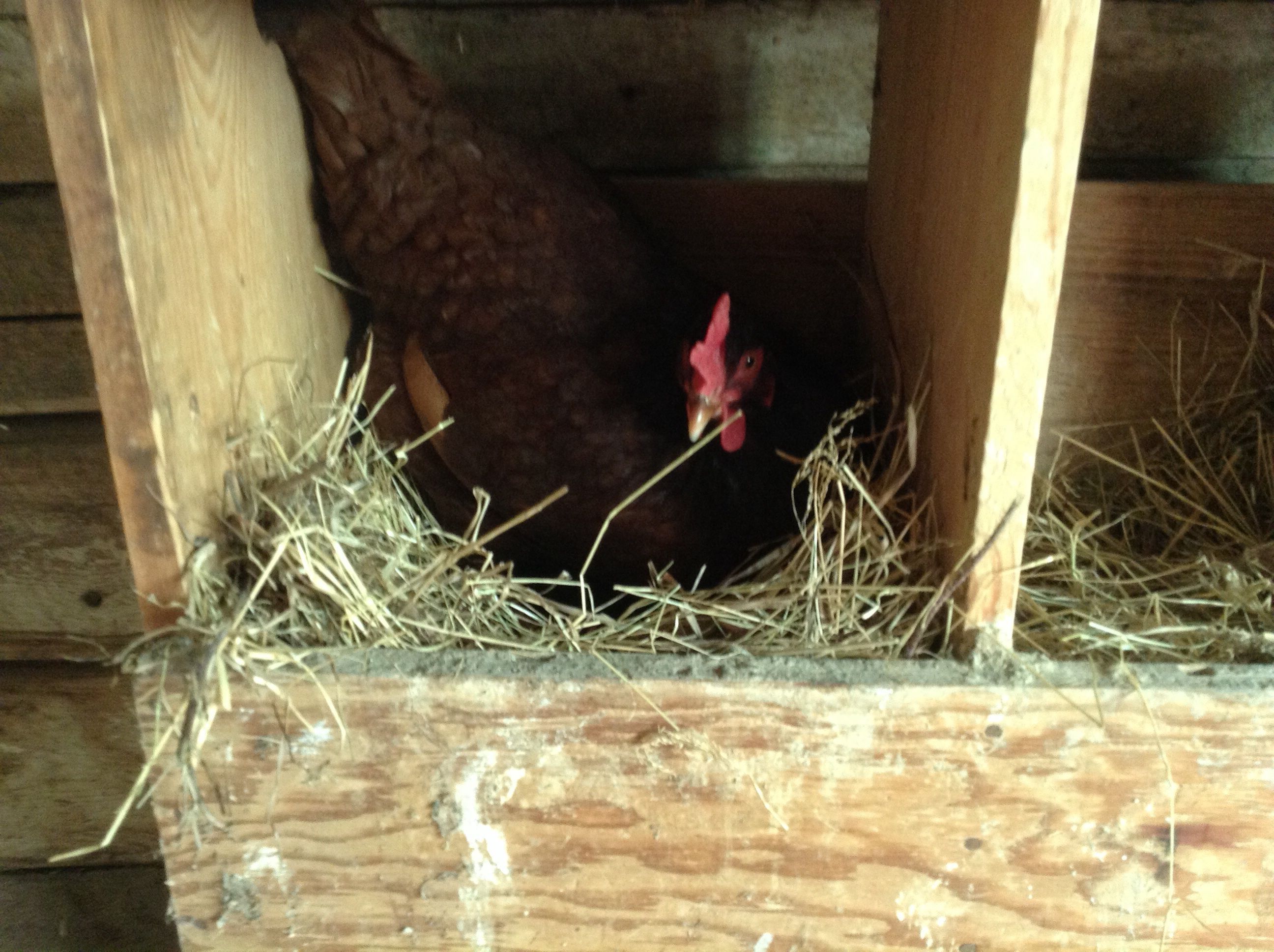 Pebbles in a nest box :D