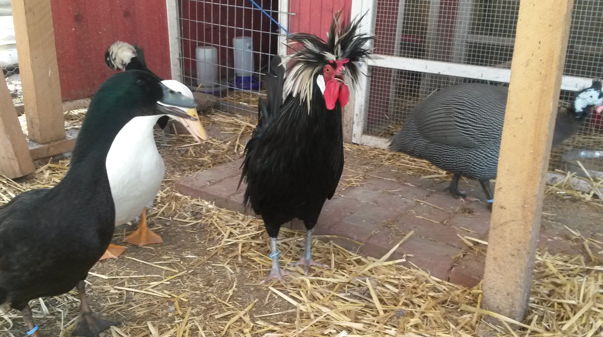 Pebbles, Jamie, Mellow, Einstein -  White crested polish pullet roo and Bebe