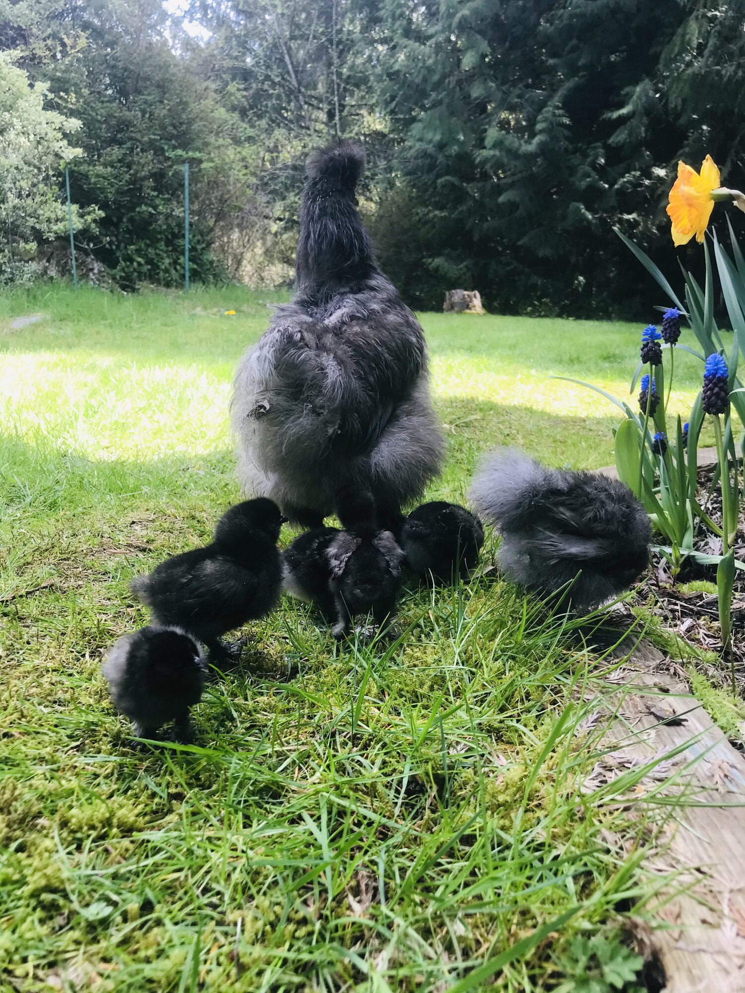 Pebbles_and_chicks.jpeg