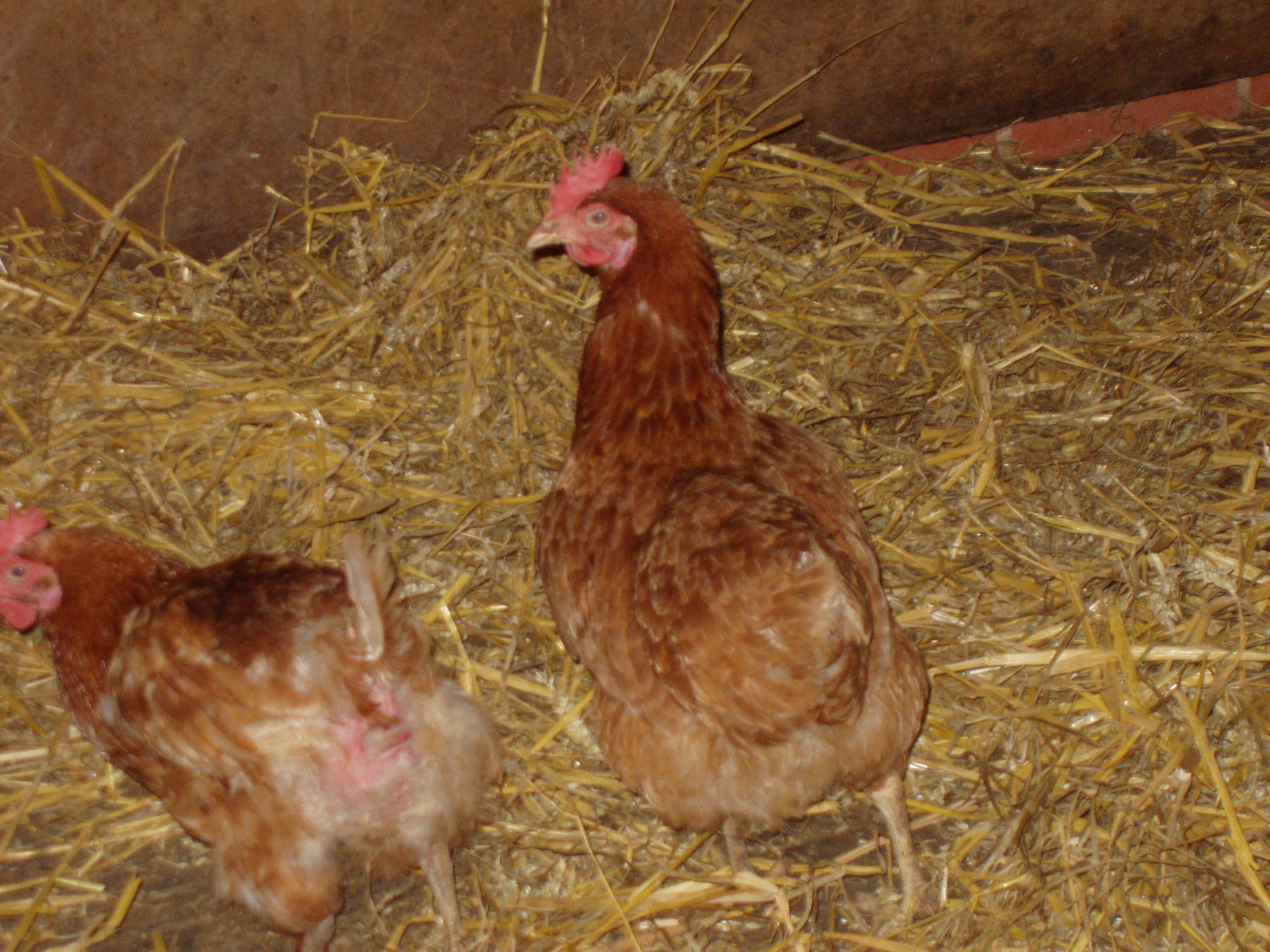 peck and posh