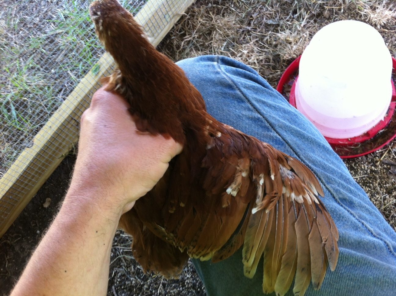 Pecker Wing