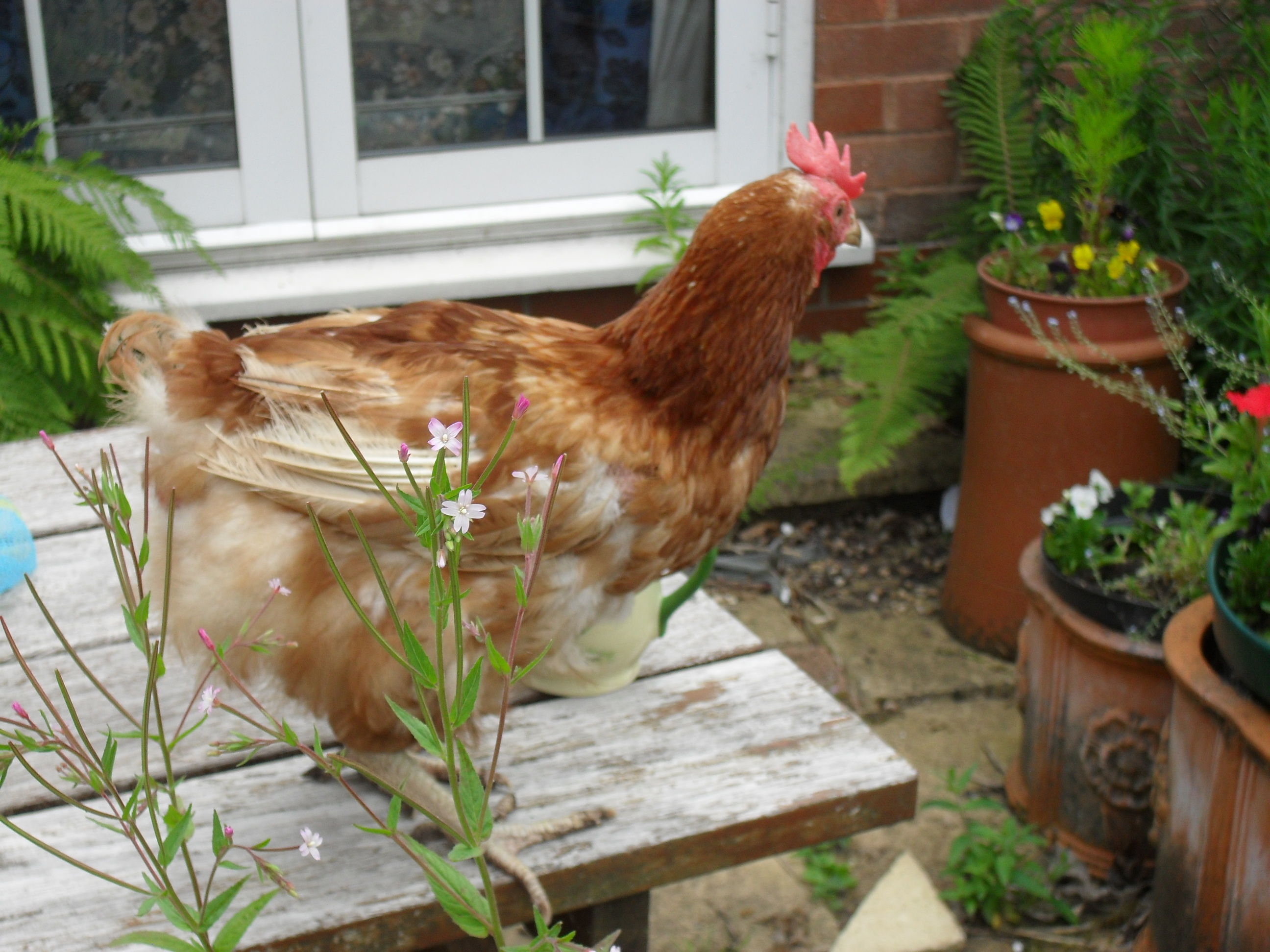 peckers before she got all her feathers