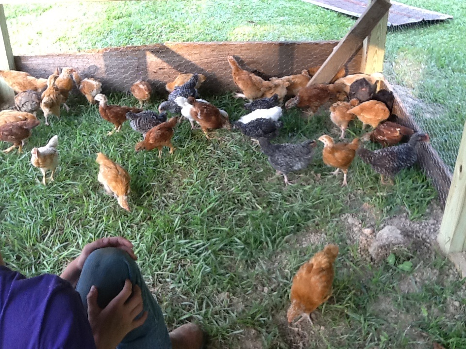 Pecking and scratching