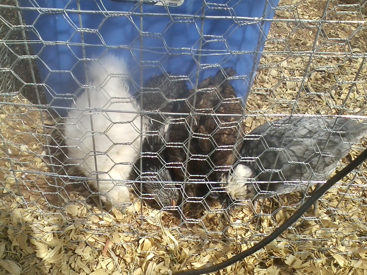 Pecking away the day :)