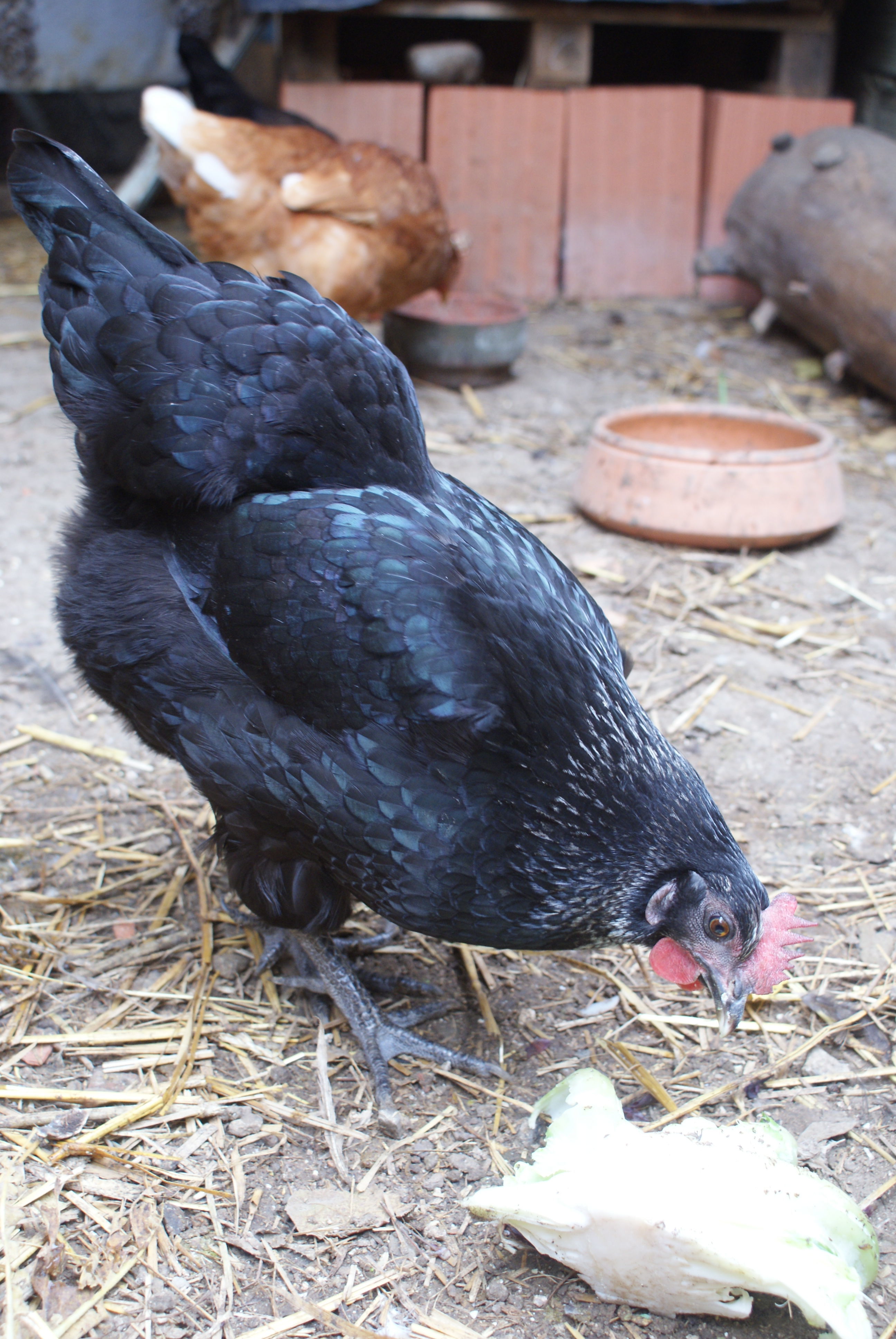 Pecking order: Lucrezia gets the cauliflower.