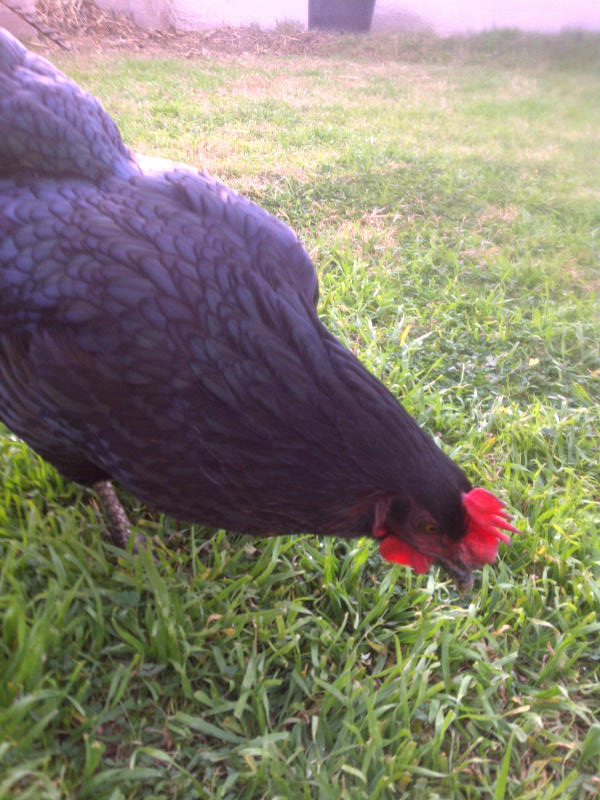 Peckington..... our black sex link being a little camera shy.