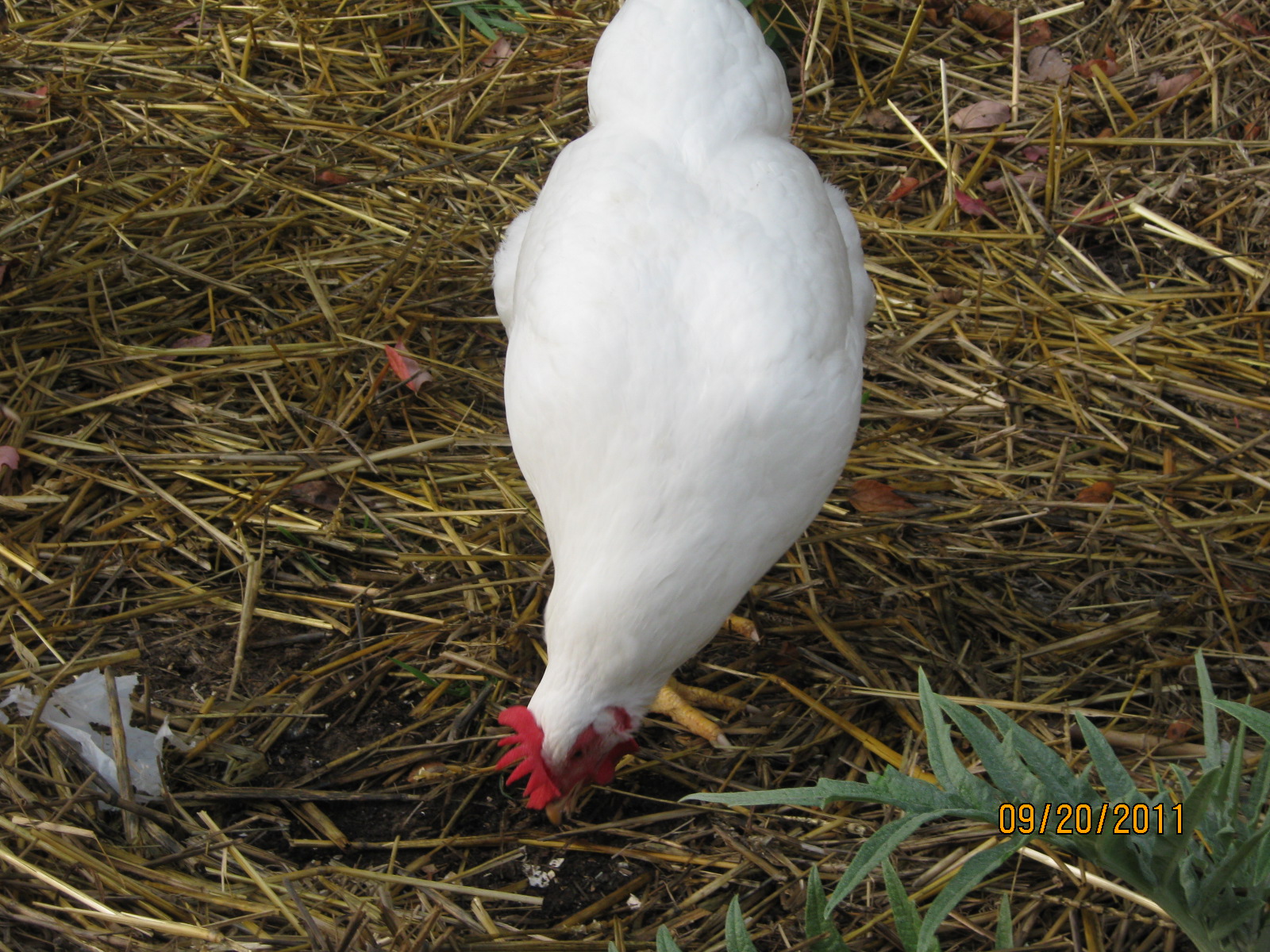 Pee digging through straw with the leaf of an Artichoke plant showing